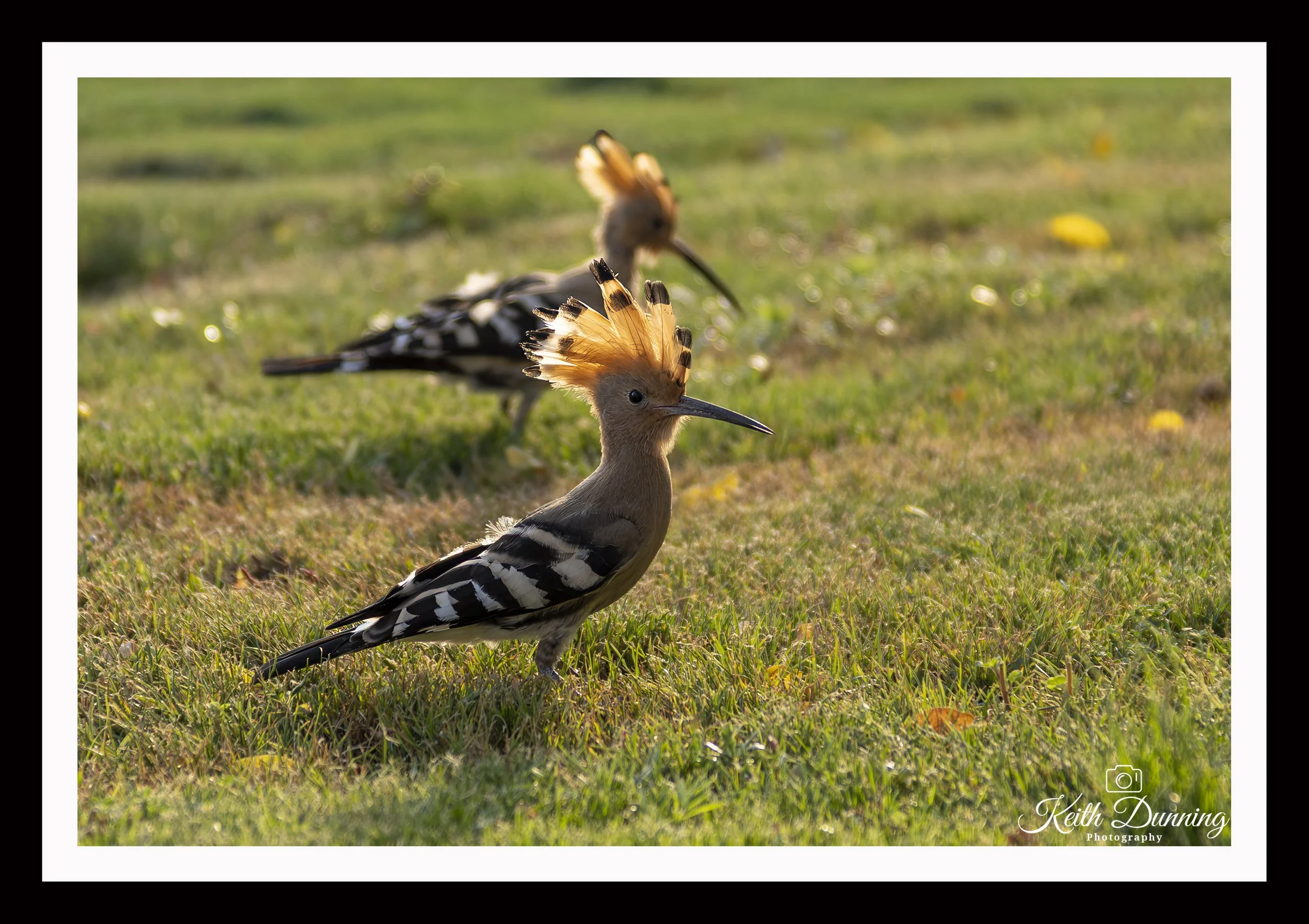 _T7A3046 - Egyptian Hoopoe