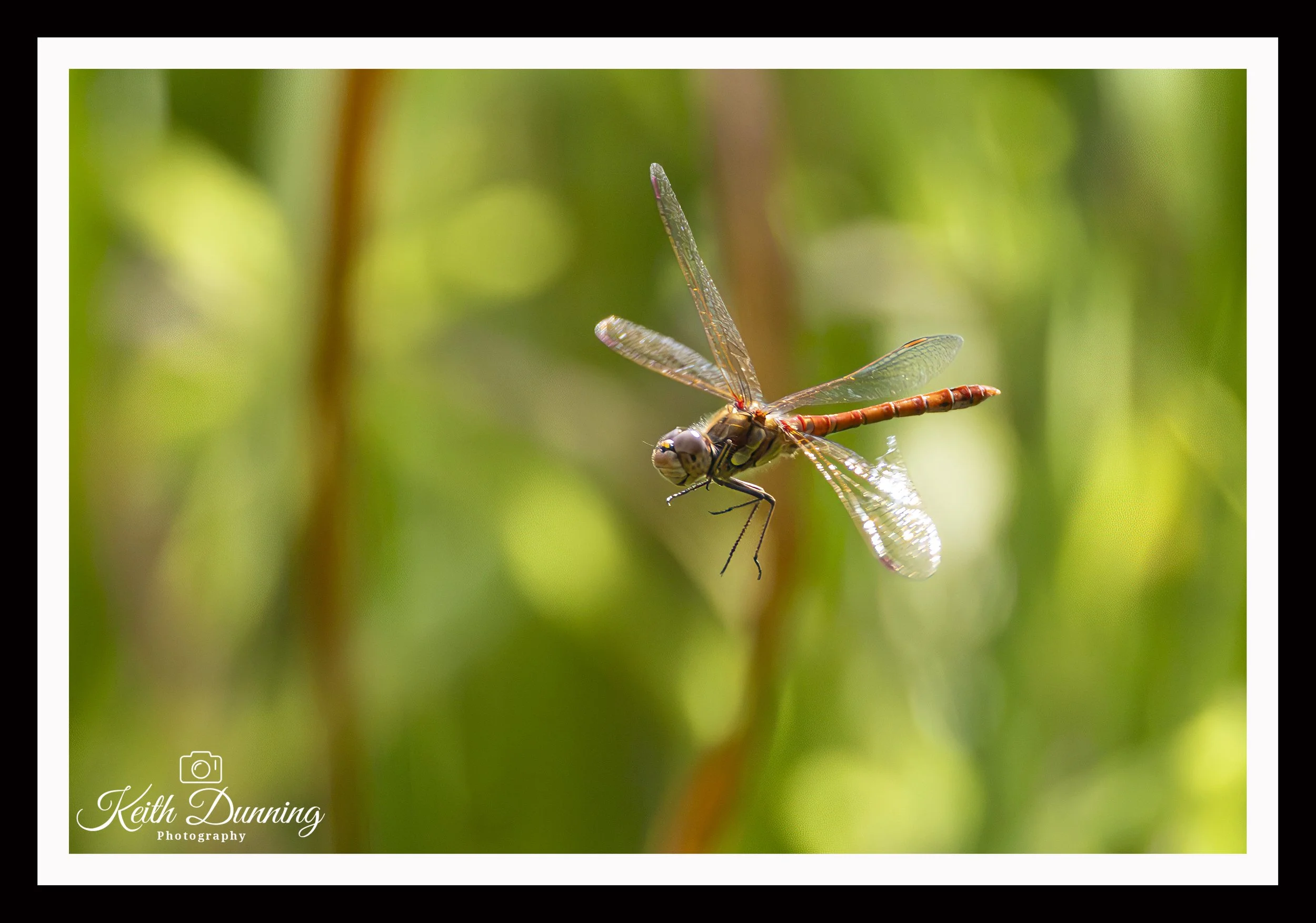 _T7A0154 - Red Darter Dragonfly