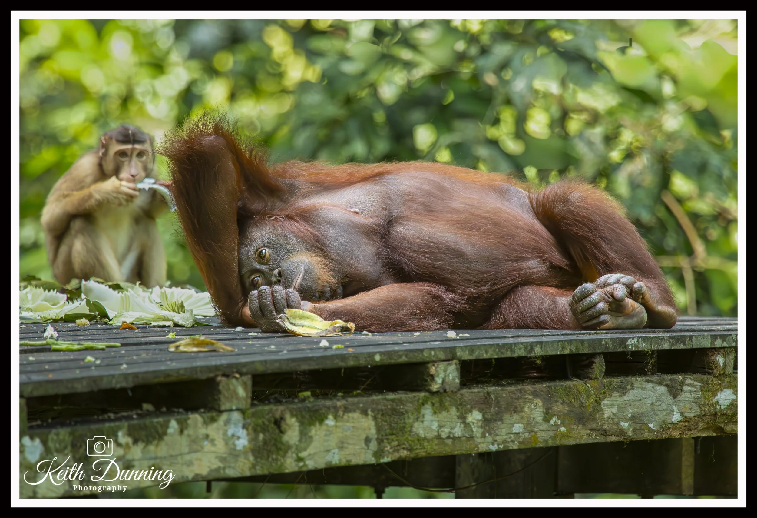 _X4A7063 - Borneo Orangutan