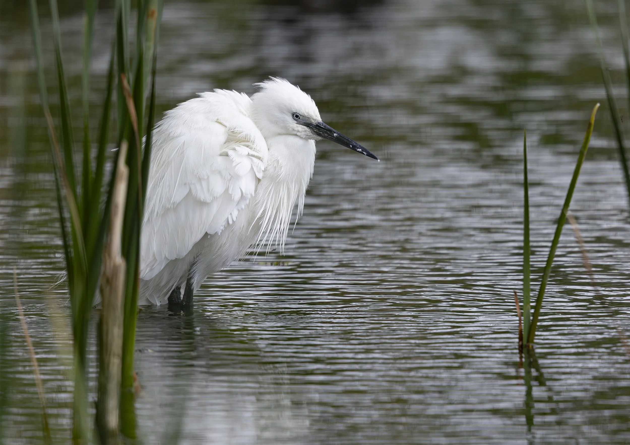 Little Egret Nature Print