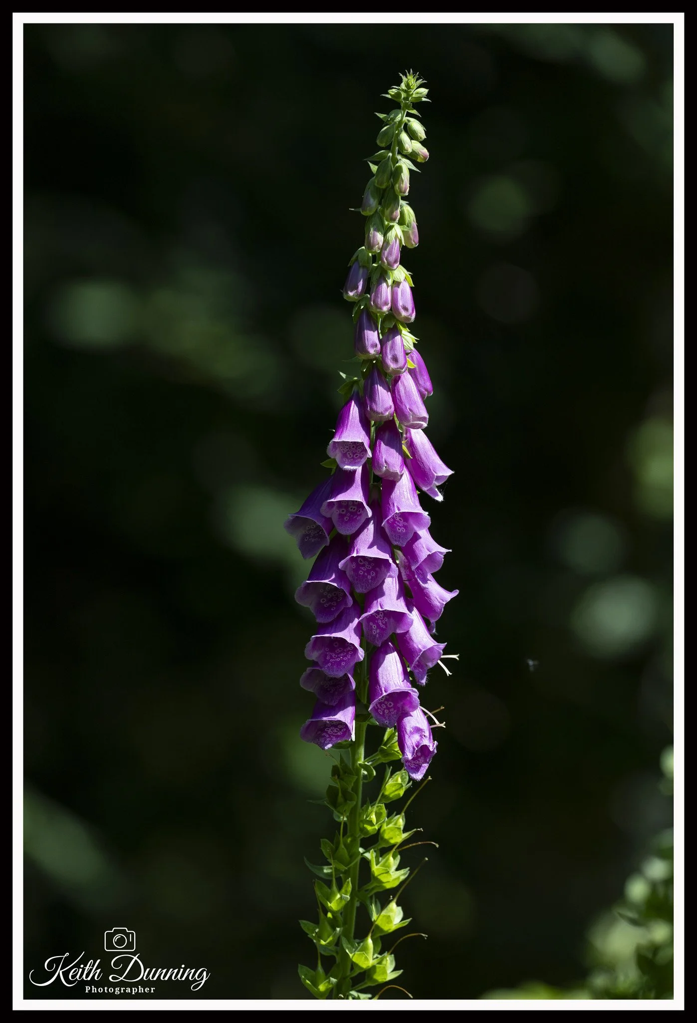 _T7A7068 - Foxglove