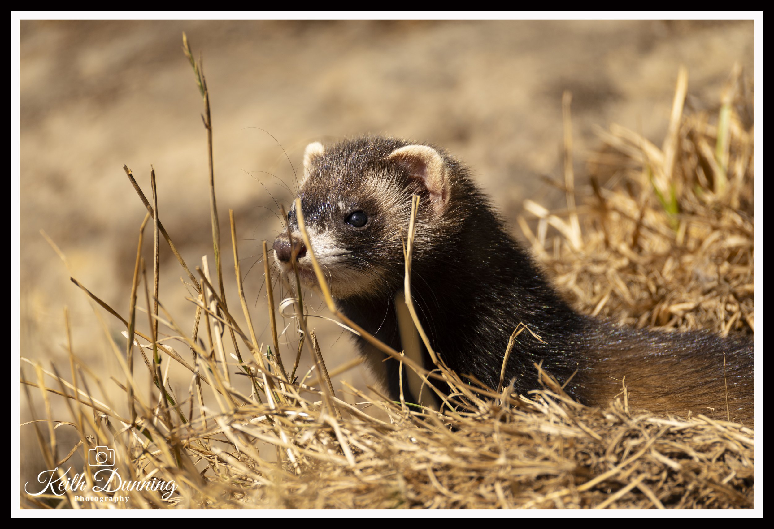 _T7A6814 - Polecat