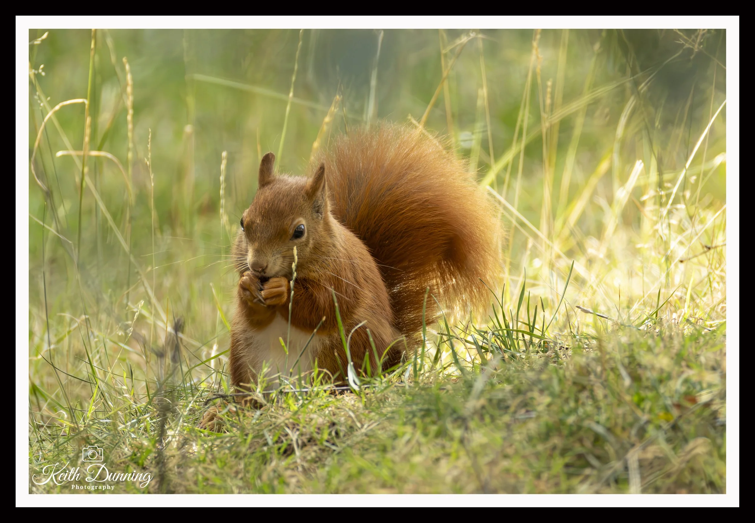 _T7A6380 - Red Squirrel