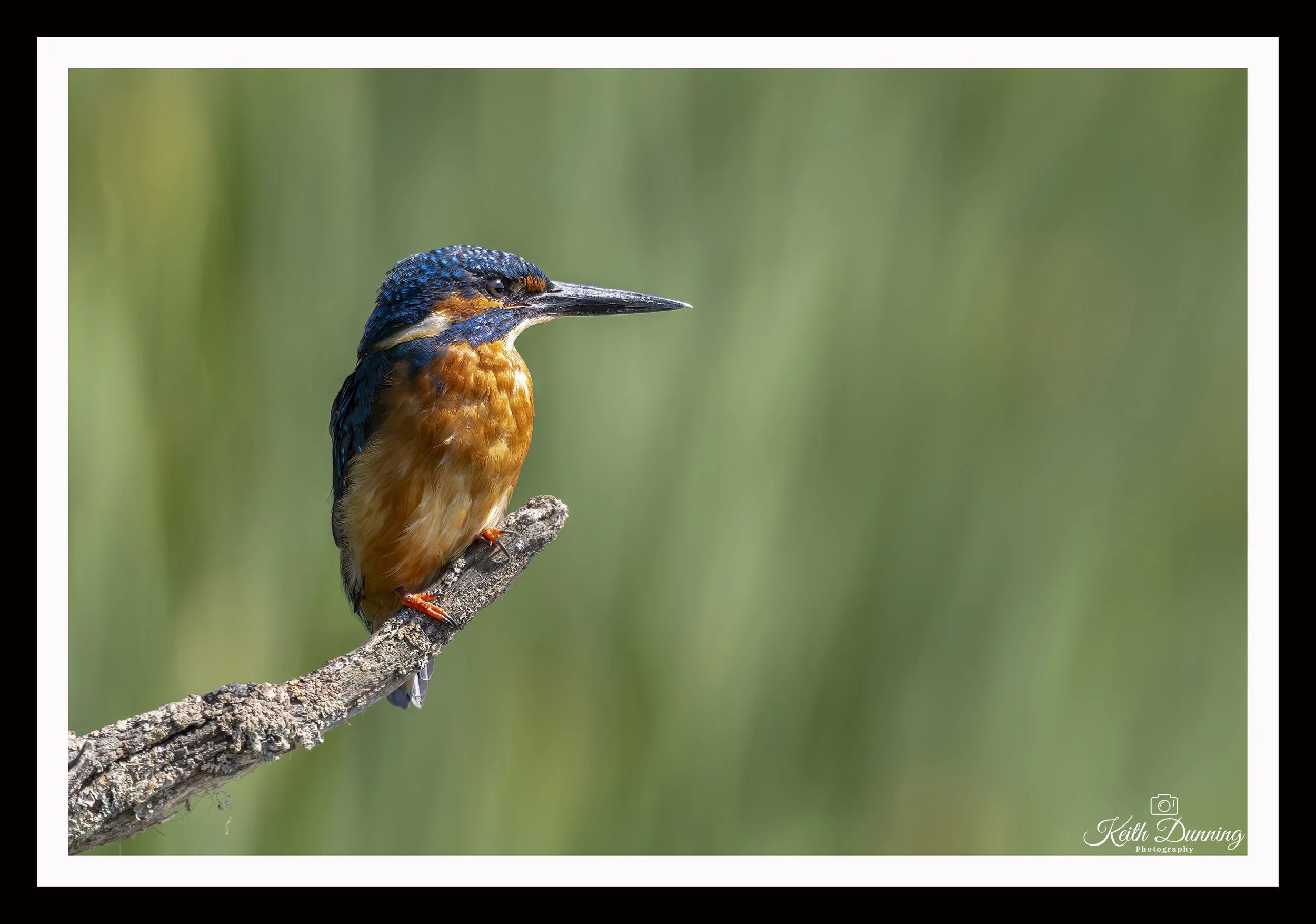 _T7A4754 - Male Kingfisher