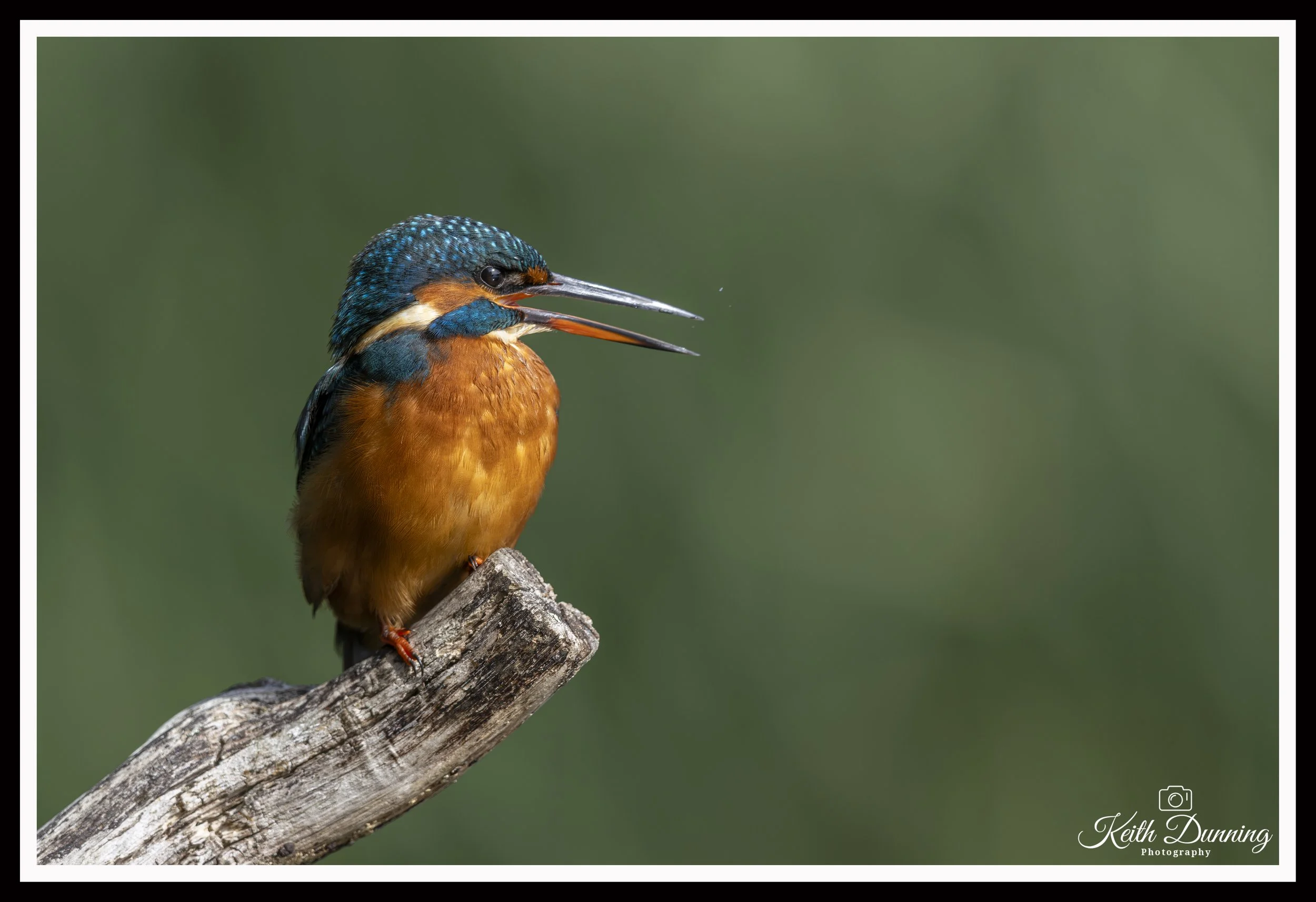 _T7A2305 - Female Kingfisher