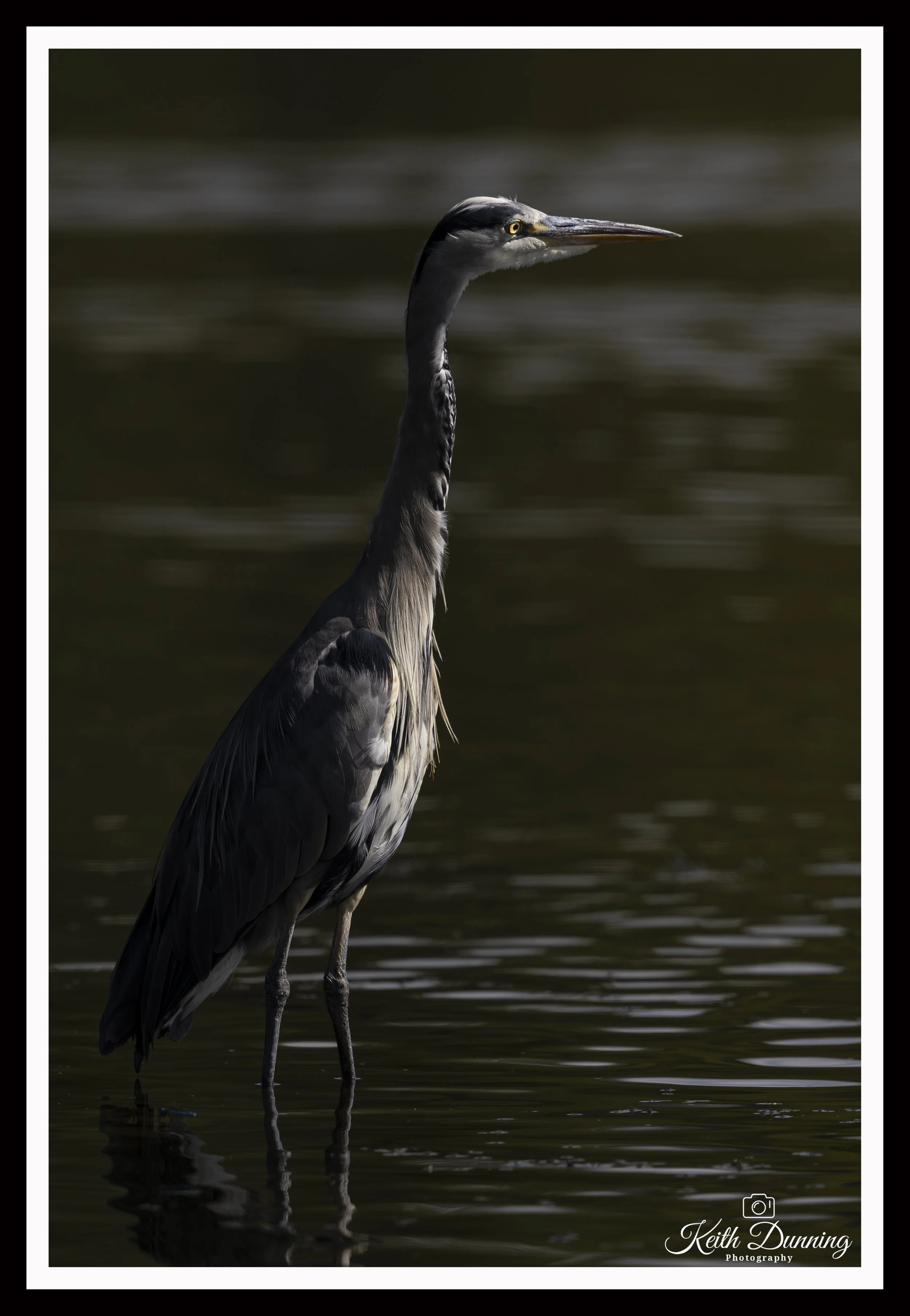 _T7A5145 - Grey Heron