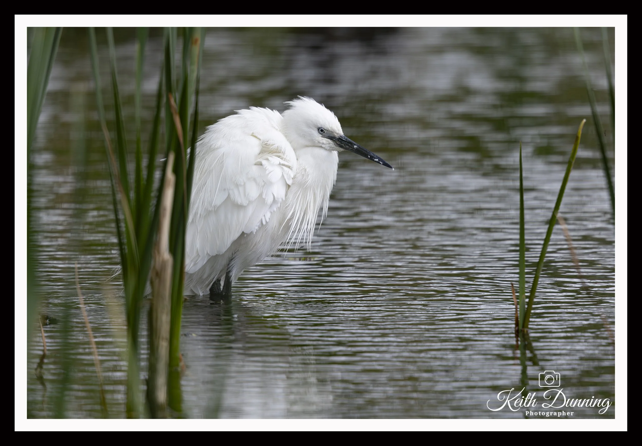 _T7A3672 Little Egret