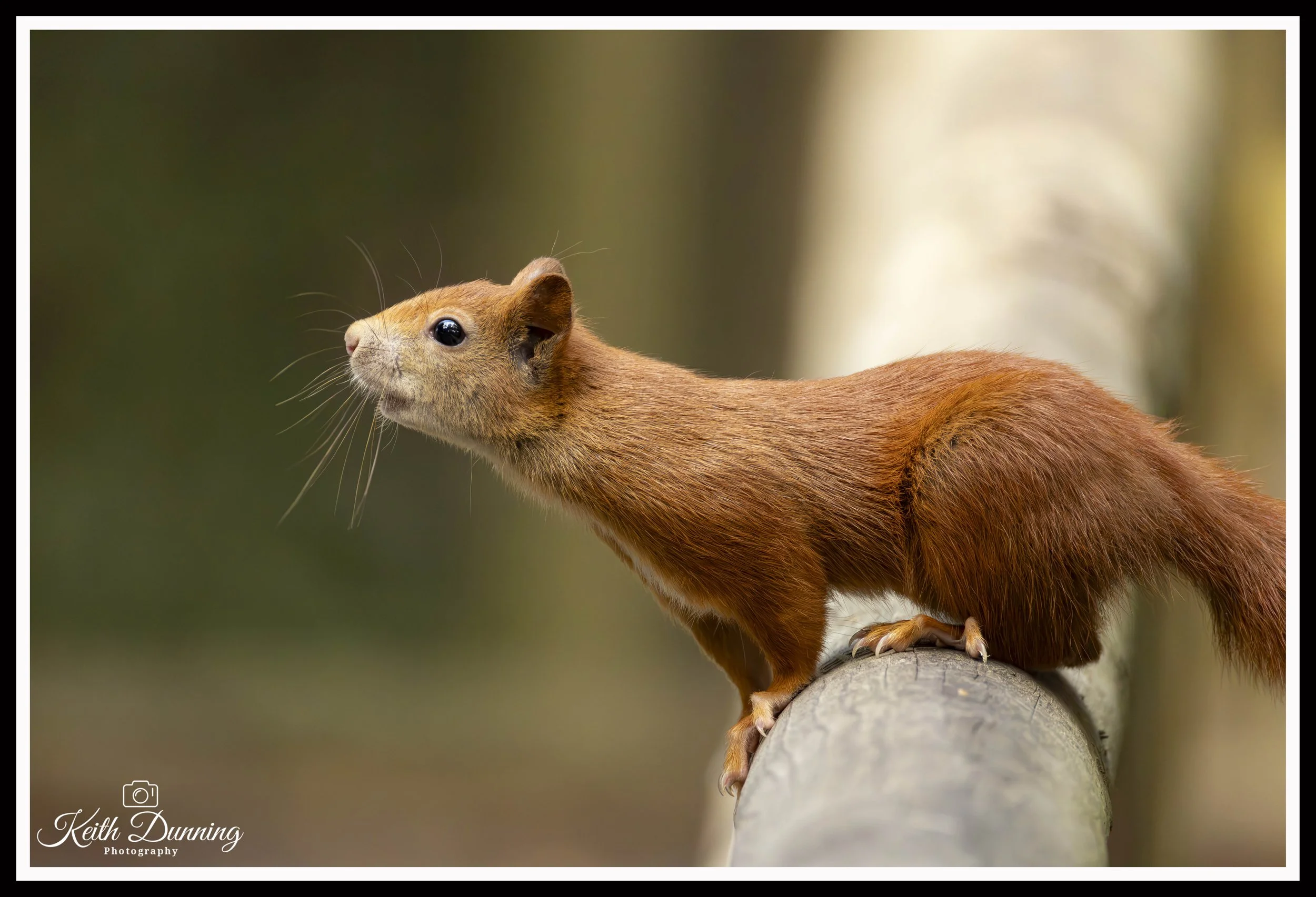 _T7A6243 - Red Squirrel