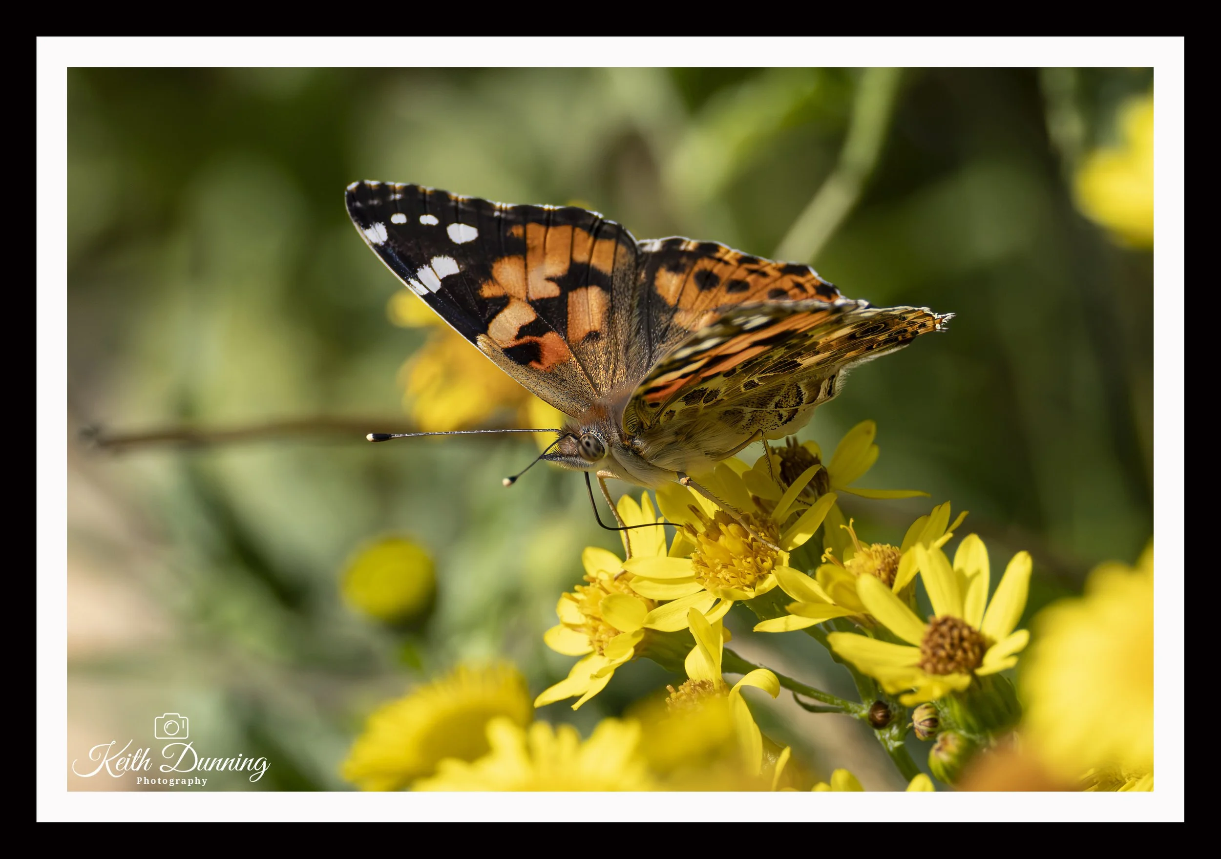 _T7A5729 - Tortoiseshell Butterfly