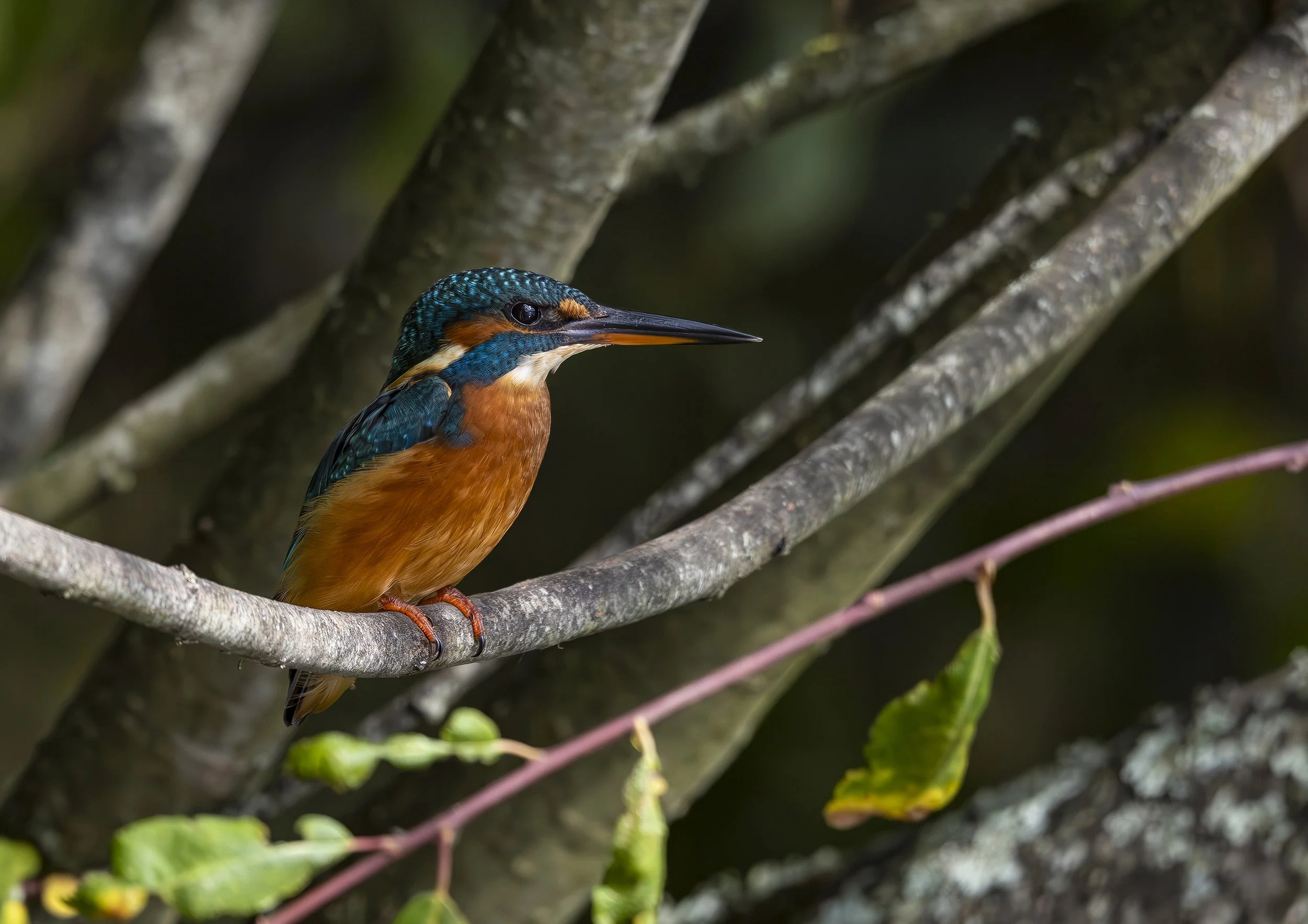 Female Kingfisher  - Nature Photography Print