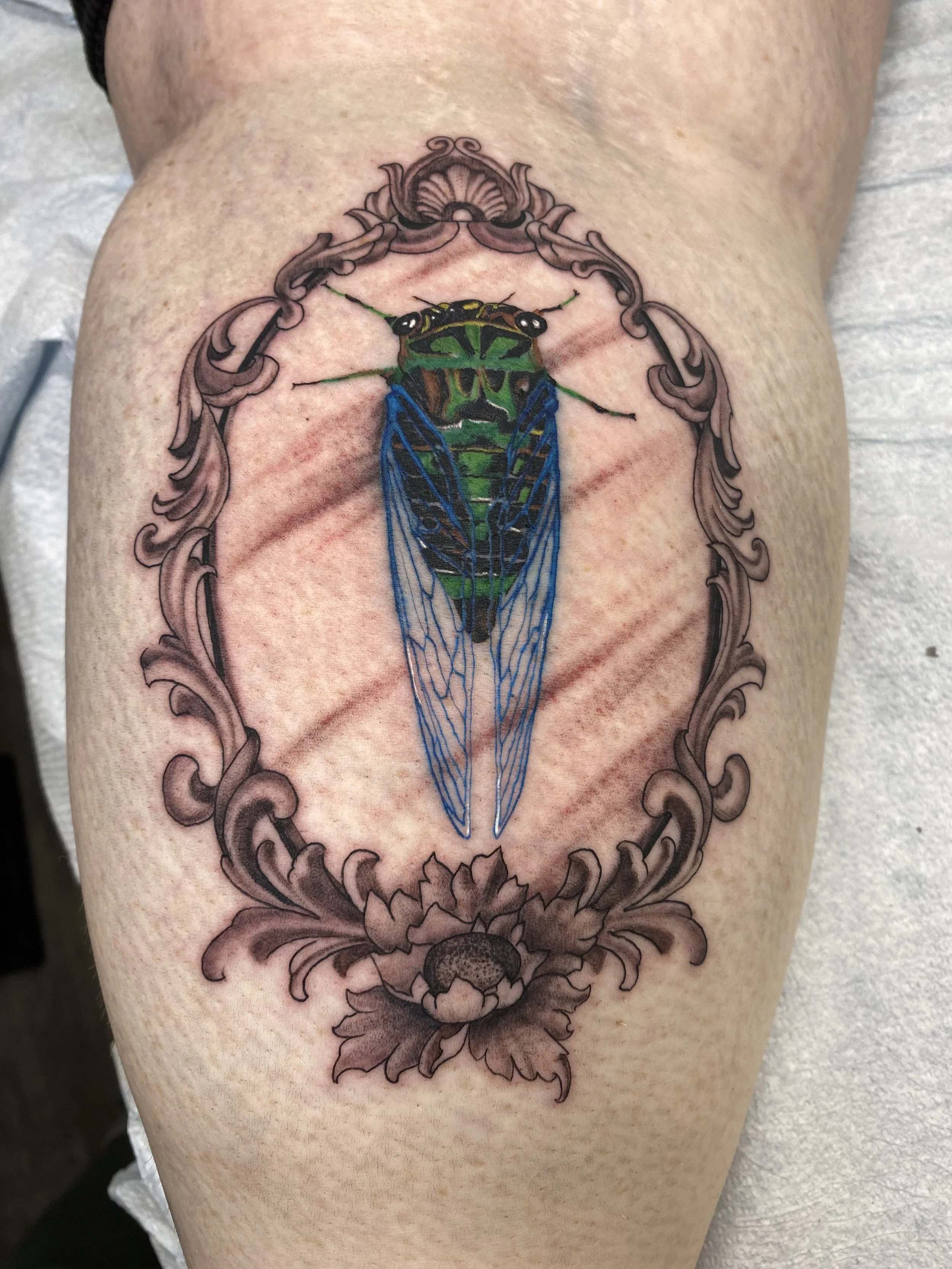 Tattoo of a cicada within an ornate, decorative frame on a person's skin.