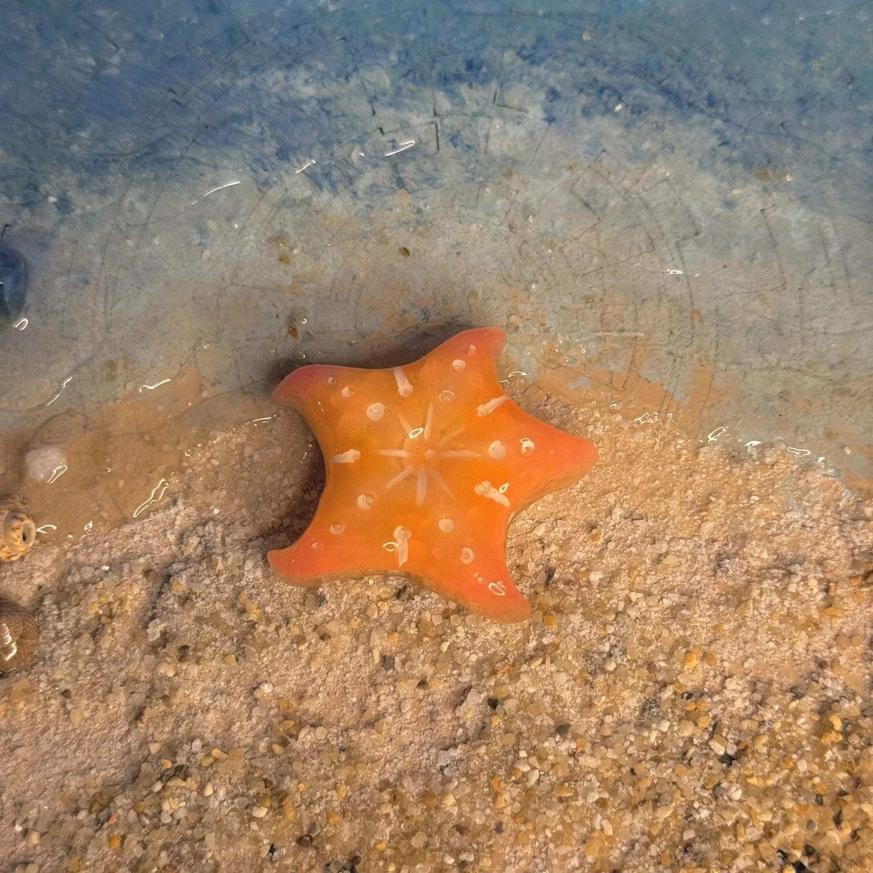 Susan the Starfish