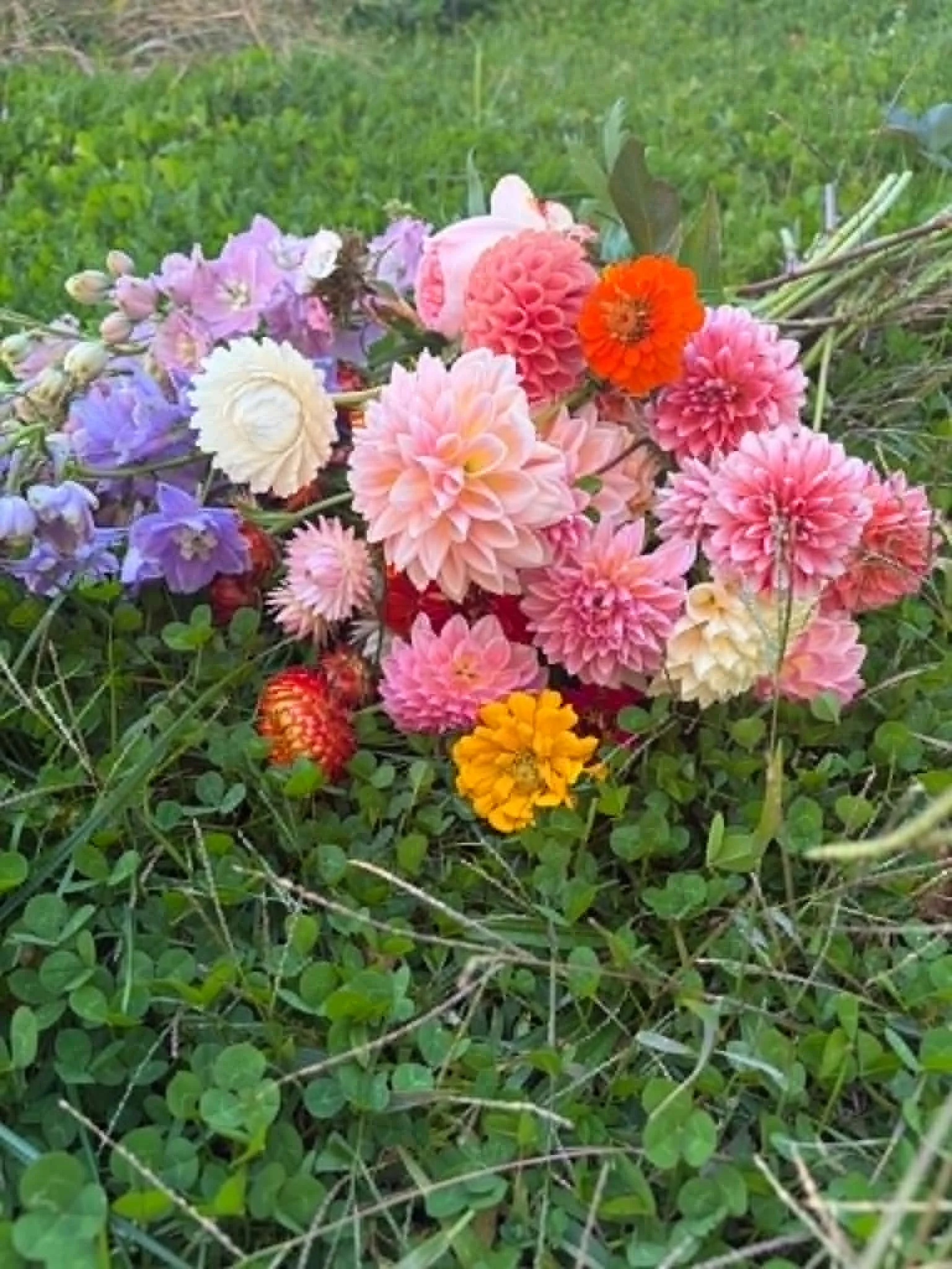Freshly harvested flowers from flower farm Rotorua, New Zealand
