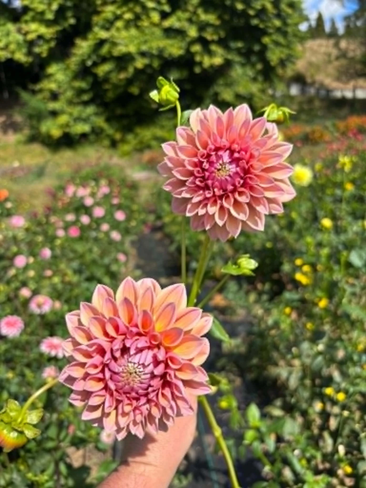 Dahlia tubers available Brolly's Dahlias, New Zealand