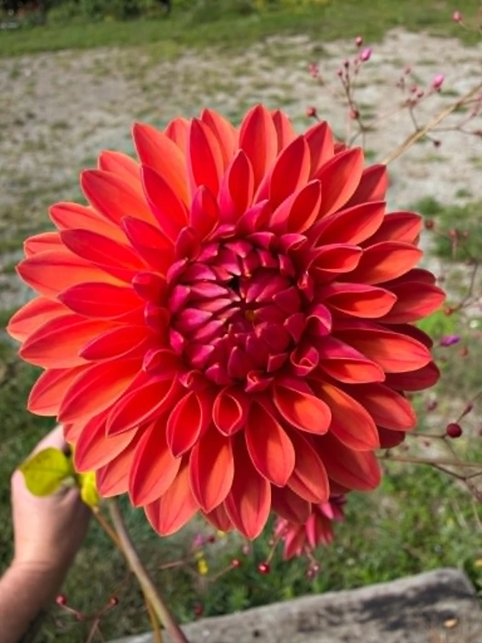 Dahlia flower bred from Brolly's Dahlias, Rotorua New Zealand