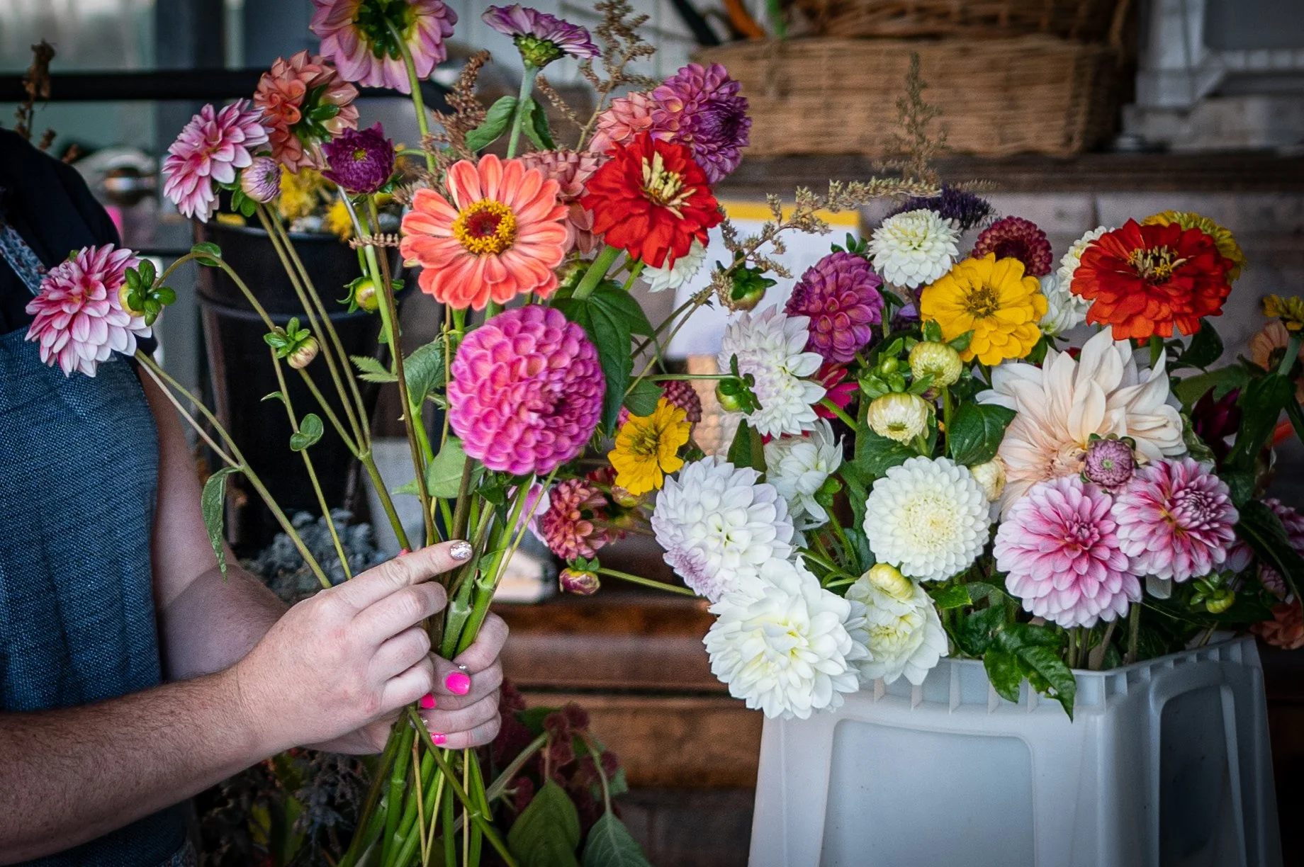 Bucket full of dahlias from Brolly's dahlias