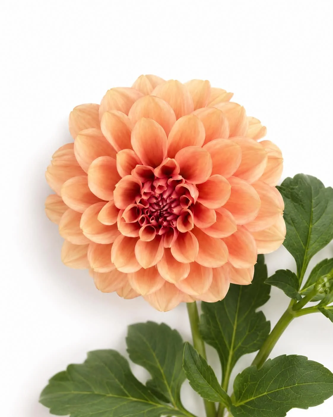 Dahlia flower bred from Brolly's Dahlias, Rotorua New Zealand