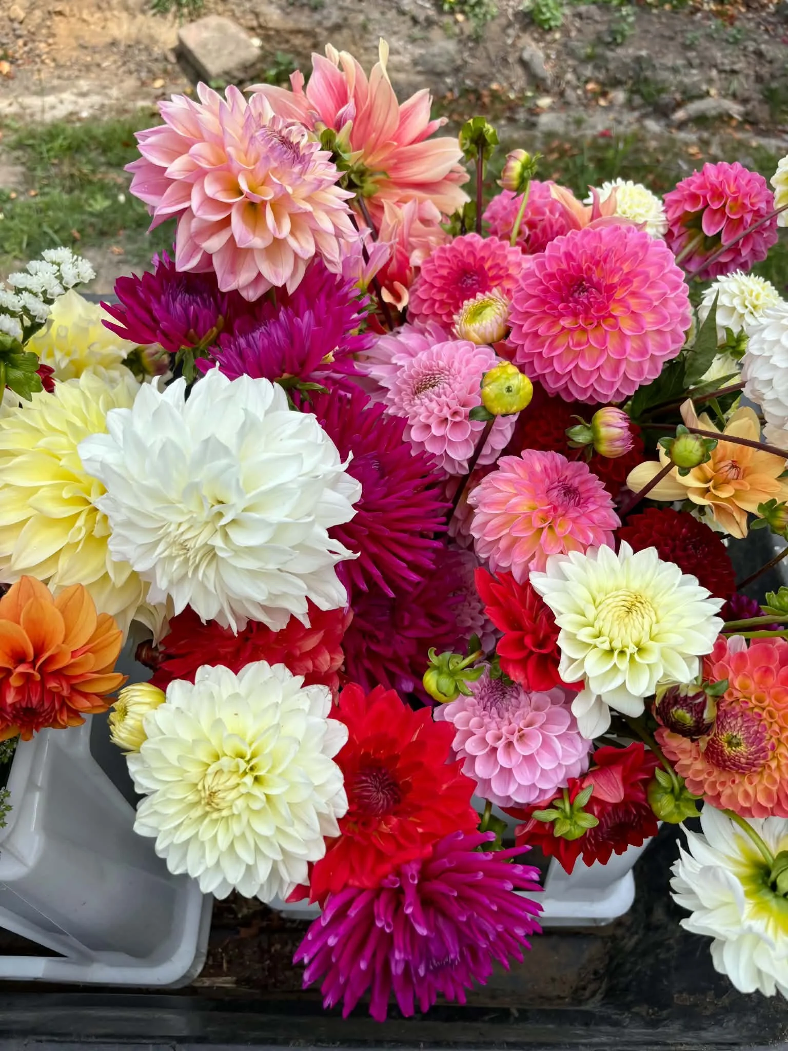 A variety of colorful dahlias in pink, white, yellow, orange, purple, and red, arranged in white containers outdoors.