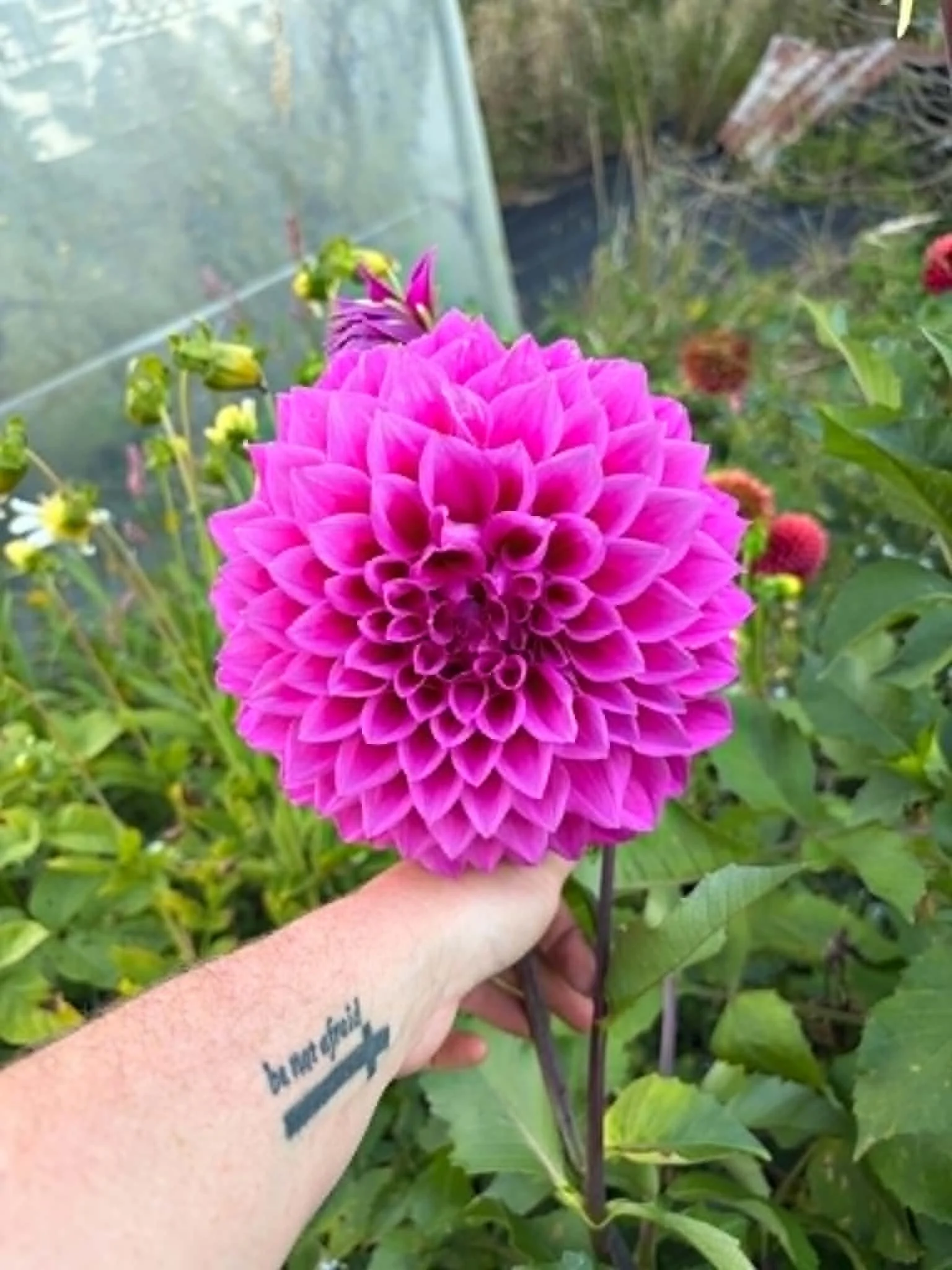 Dahlia flower bred from Brolly's Dahlias, Rotorua New Zealand