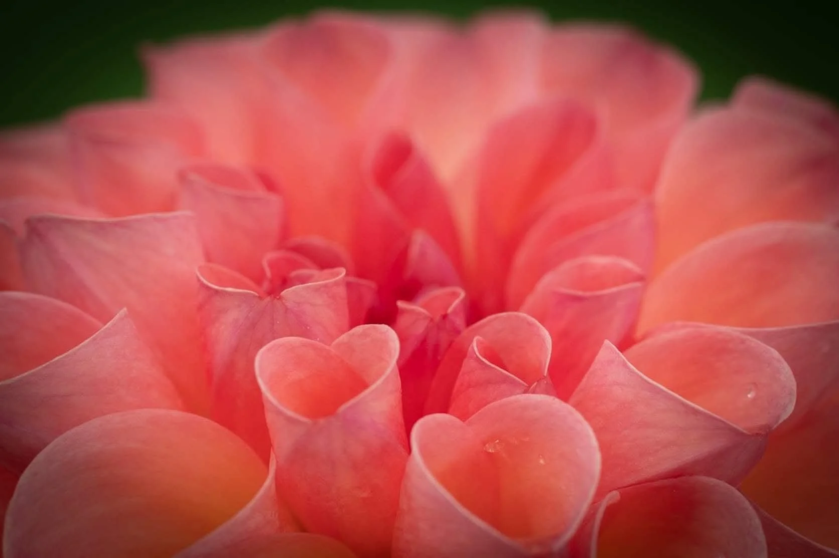 Dahlia tubers available Brolly's Dahlias, New Zealand