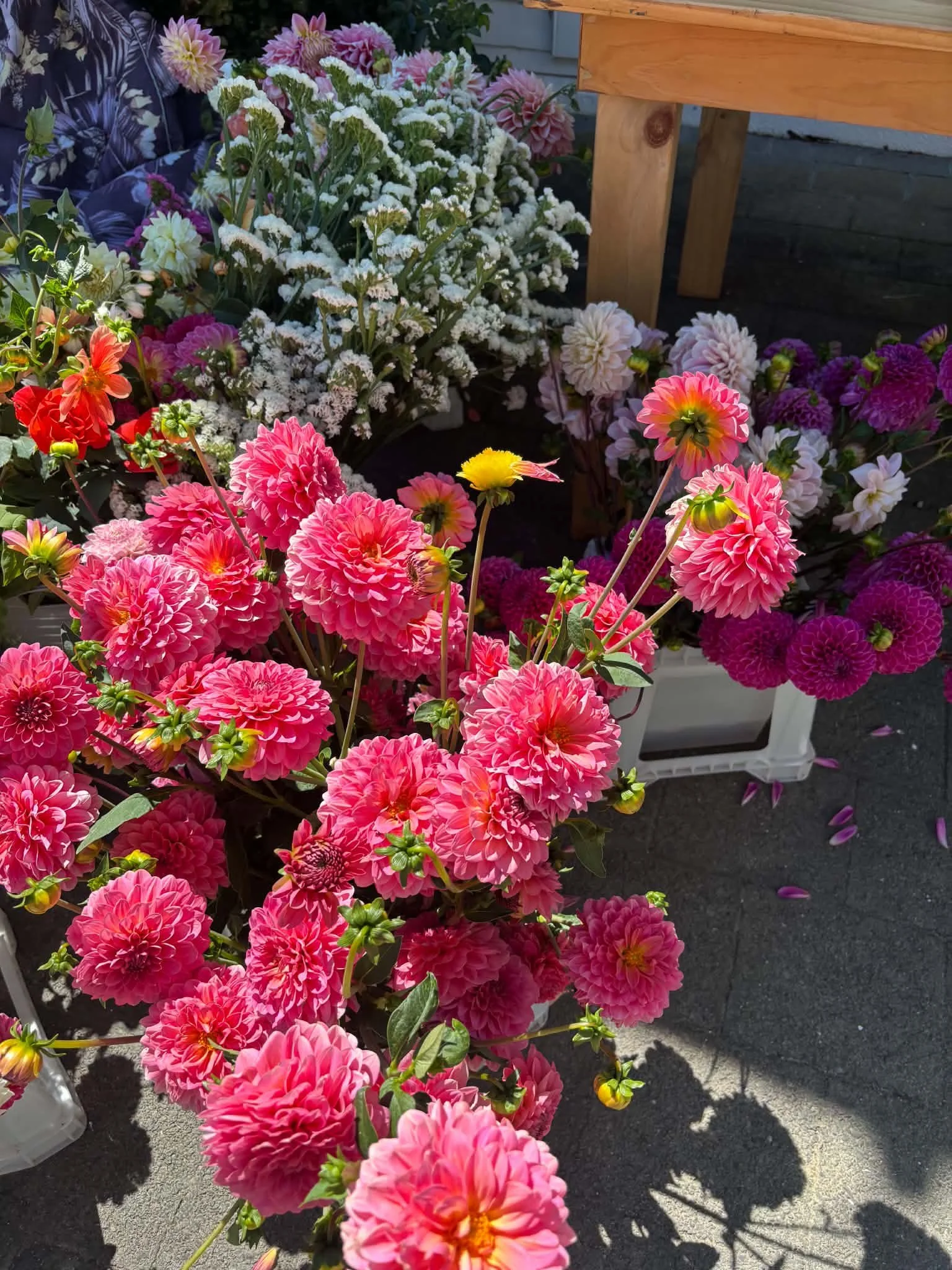 Freshly harvested dahlias from our flower farm in Rotorua, New Zealand