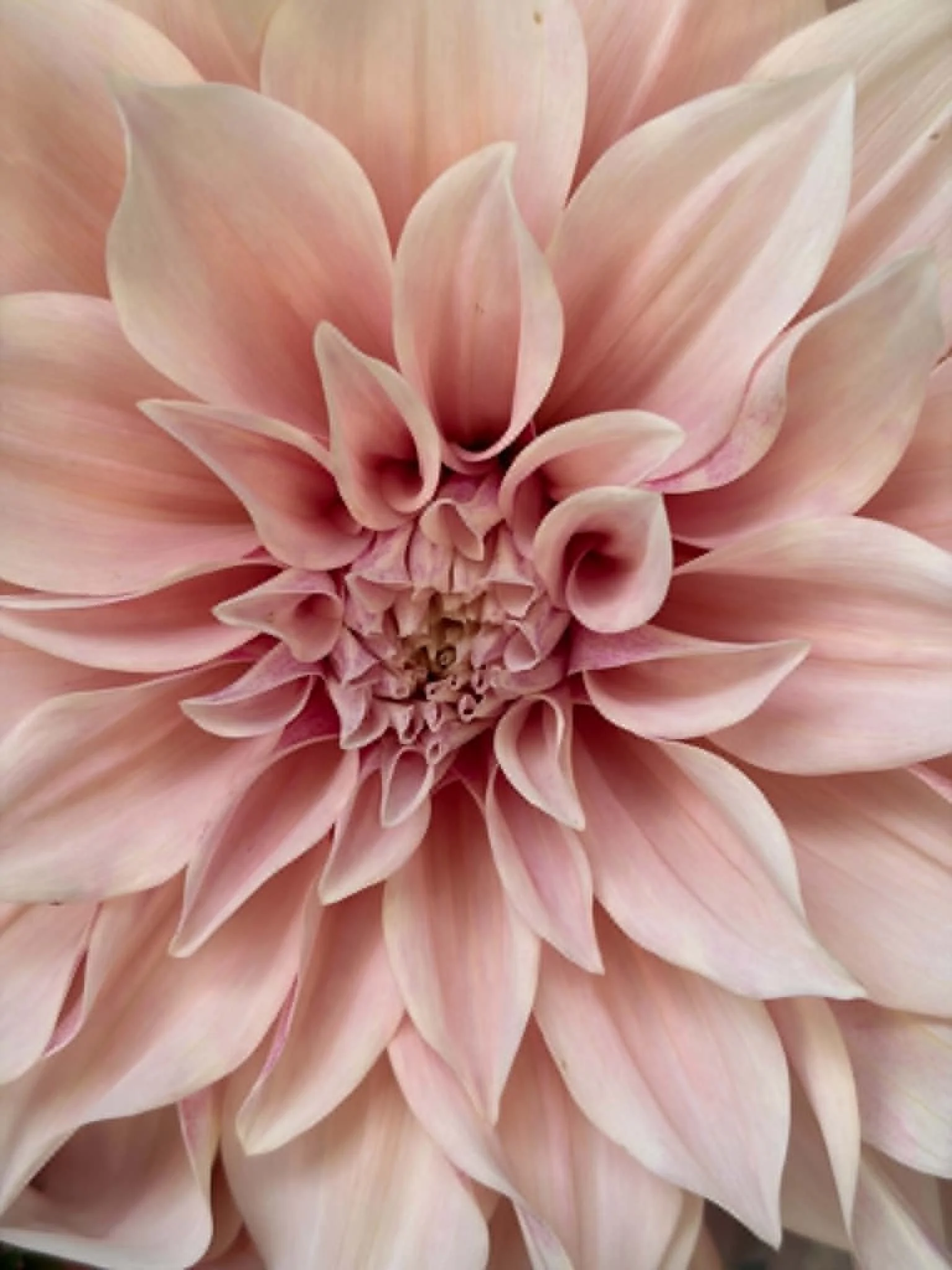 Cafe au Lait Dahlia tubers available Brolly's Dahlias, New Zealand