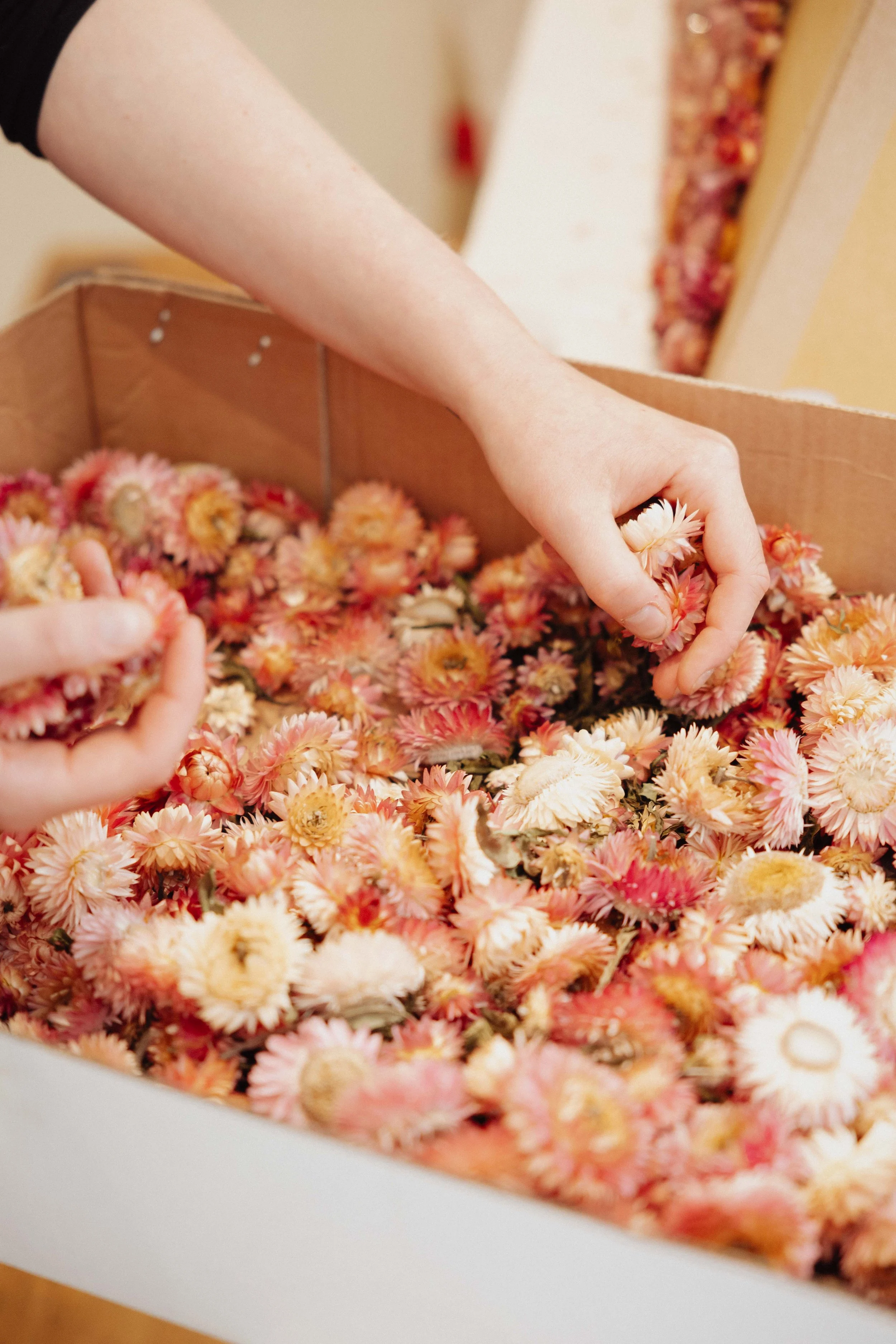 Mains assemblant des fleurs séchées immortelles dans une boîte de travail — studio nepita