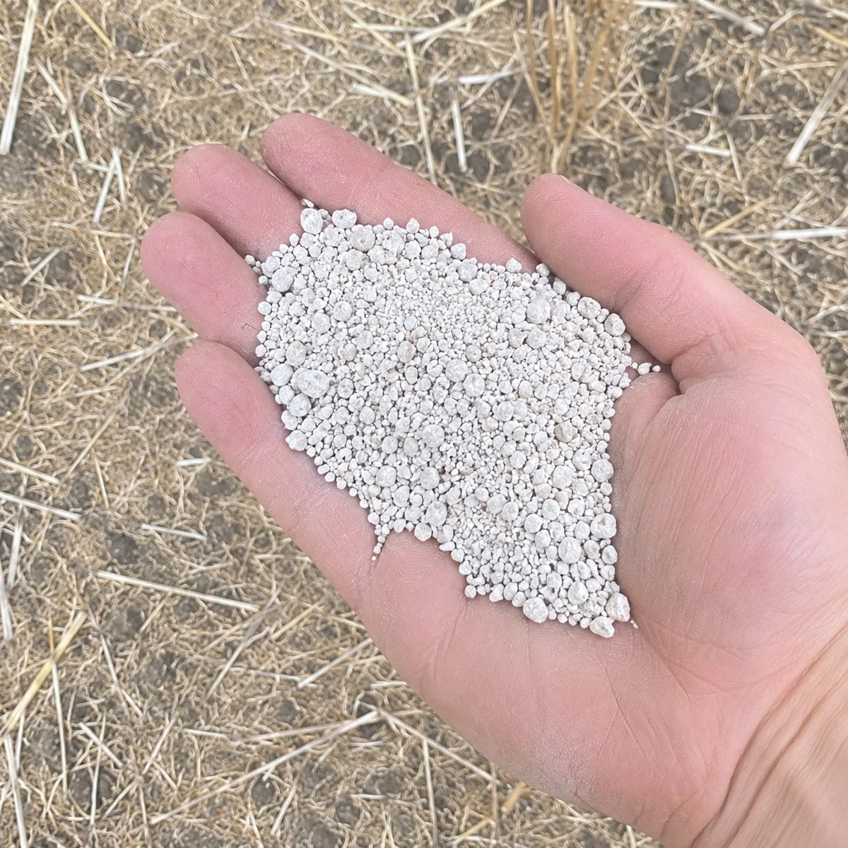 Close-up of a person's hand holding a handful of lime over a harvested field in the Great Southern