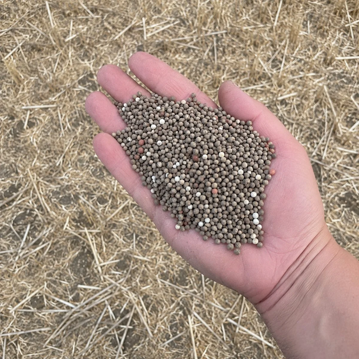 Close-up of a person's hand holding a handful of fertiliser over a harvested field in the Great Southern
