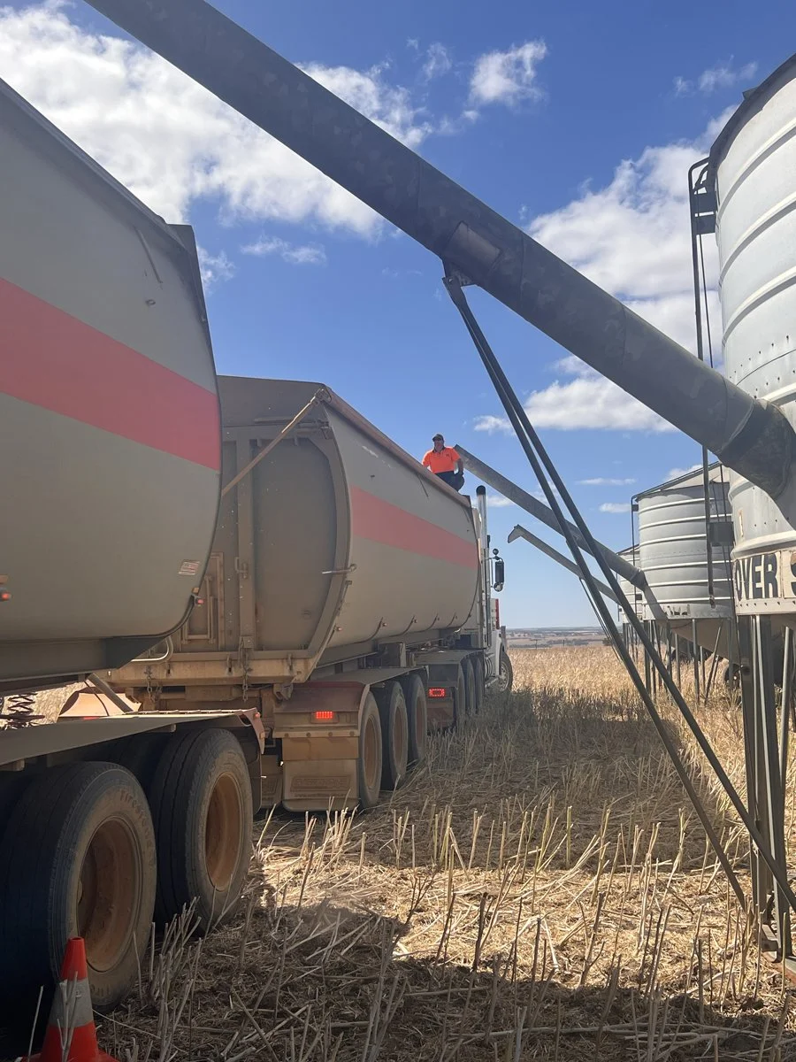 A person in an orange hi-vis shirt, standing on top of a large road train trailer, monitoring the loading in a field with harvested crops, beside a large storage silo, with a clear blue sky overhead.