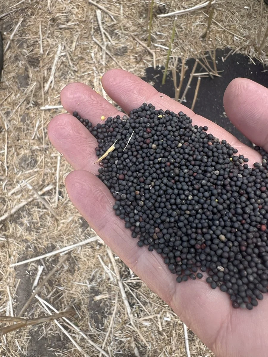 Close-up of a person's hand holding a handful of canola seeds over a harvested field in the Great Southern