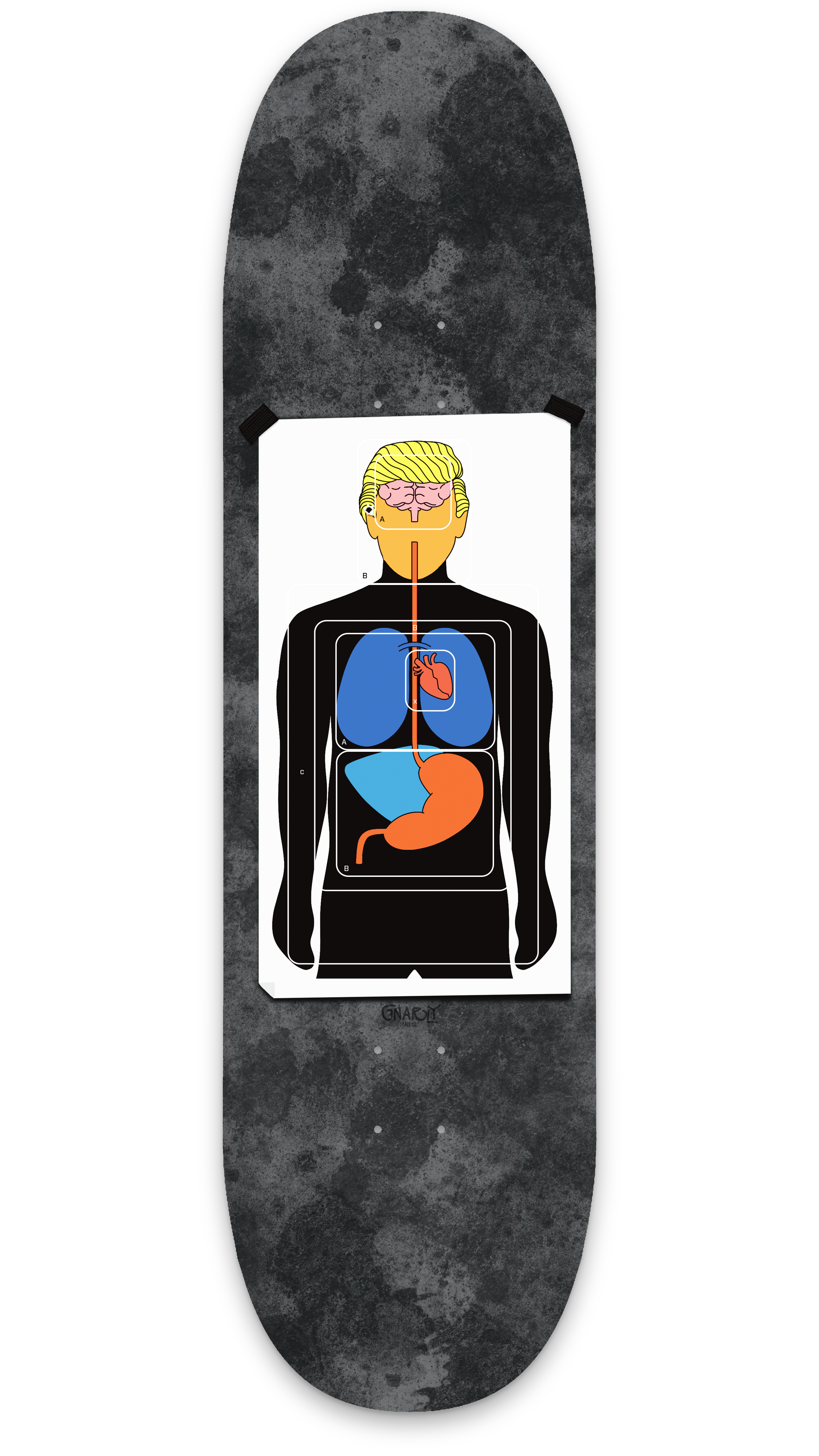 Skateboard mit anatomischer Illustration des menschlichen Körpers, zeigt Gehirn, Herz, Lunge und Magen an.