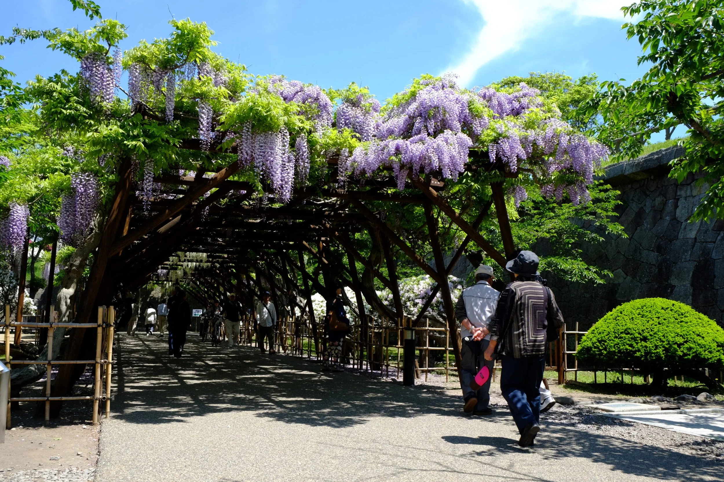 Wisteria in full bloom at the Star Fort.