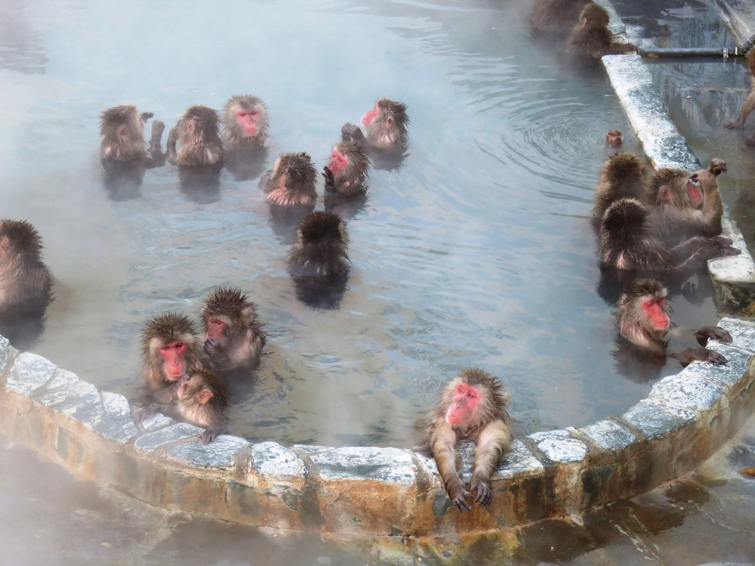 Monkeys bathing at the hot springs in Yunokawa, Hakodate.