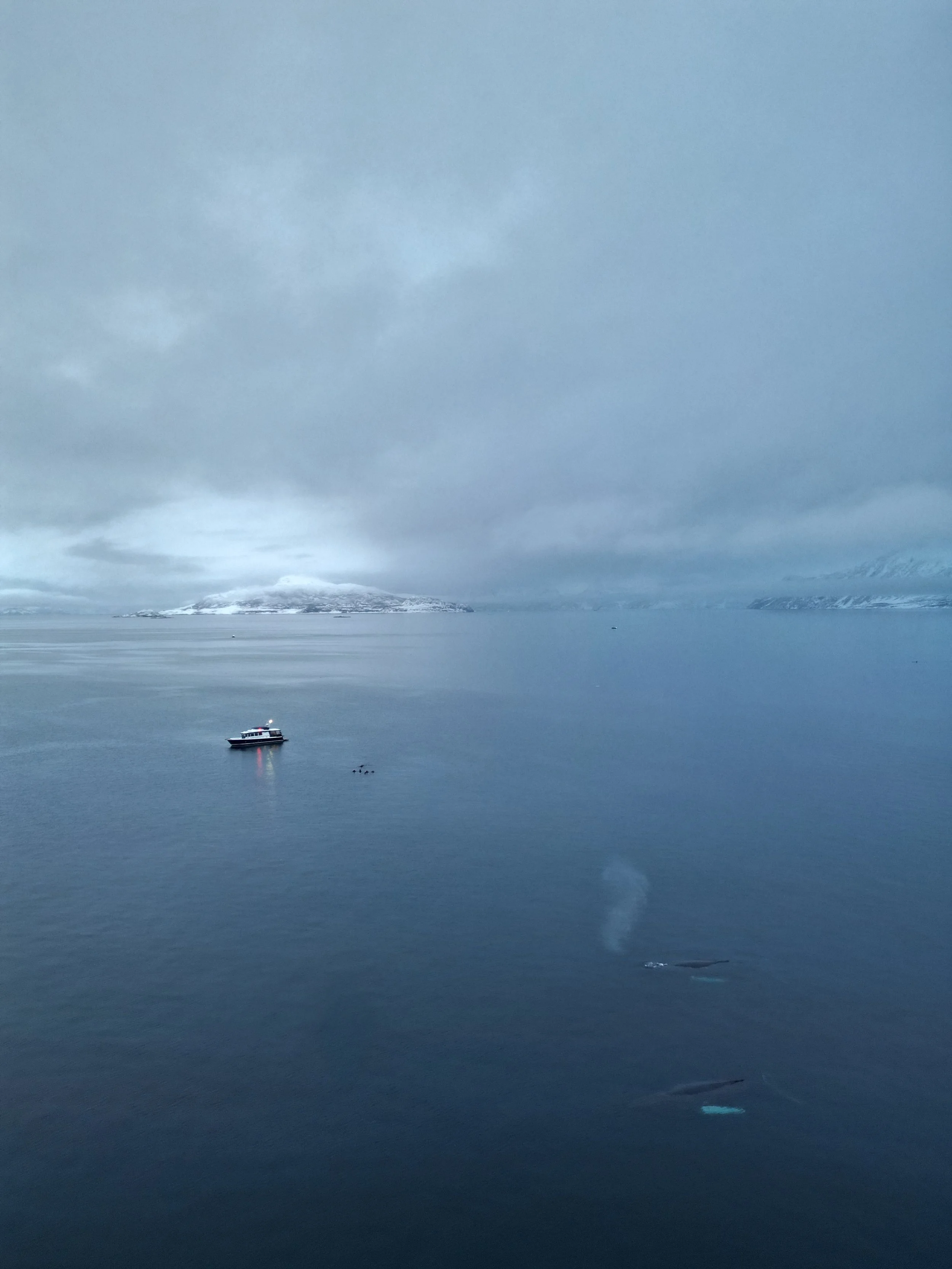 Boat+snork&humpback Whales.jpg