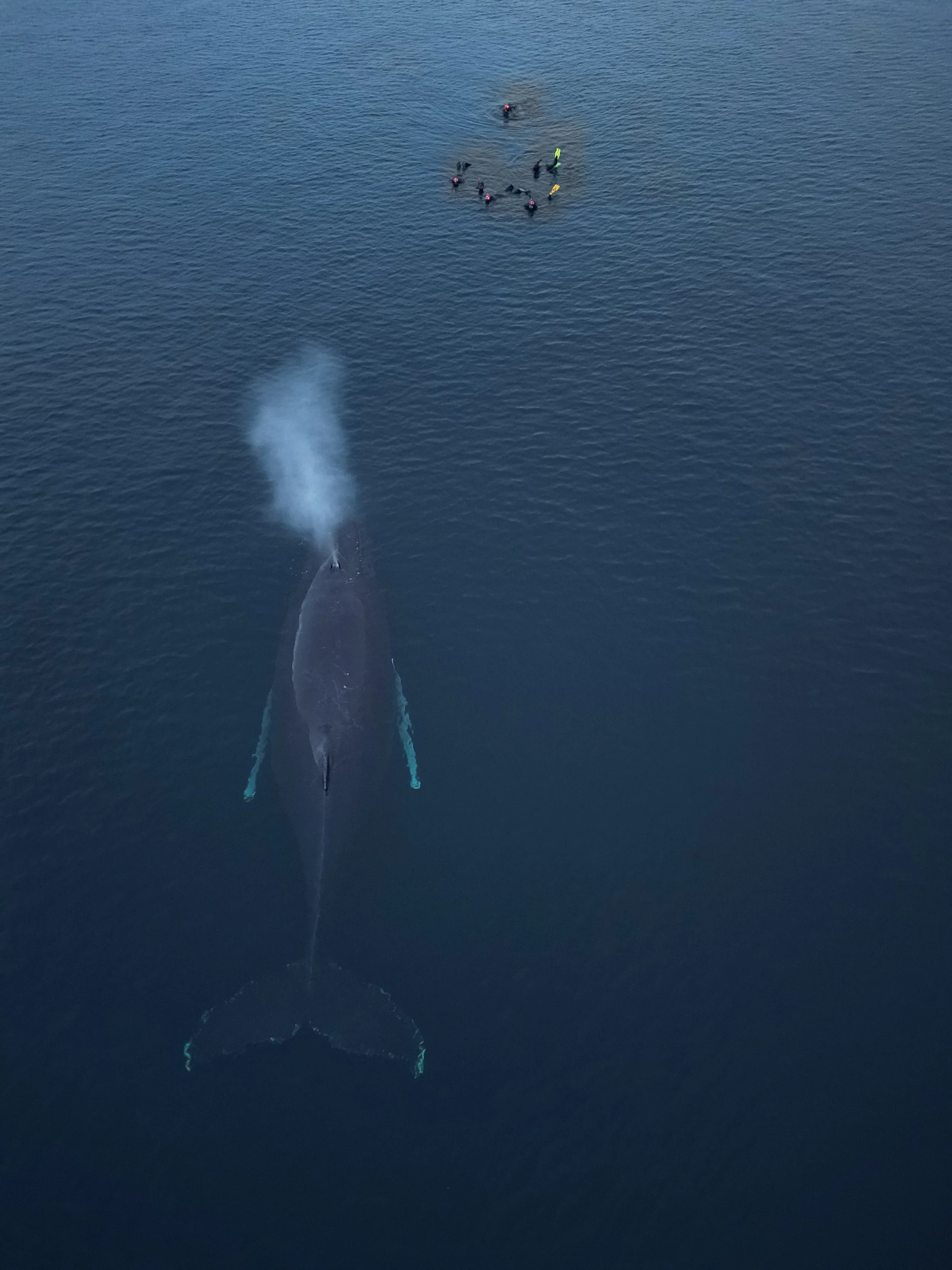 Snorkelers met humpback spray.JPG