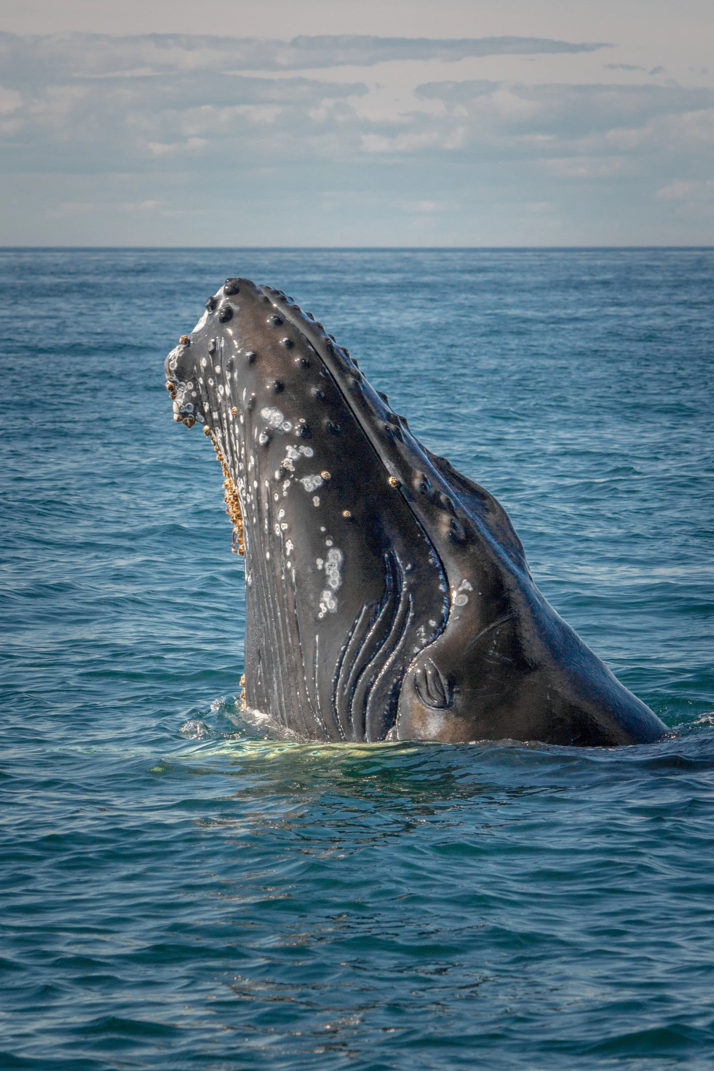 Whale Exp (5).jpg