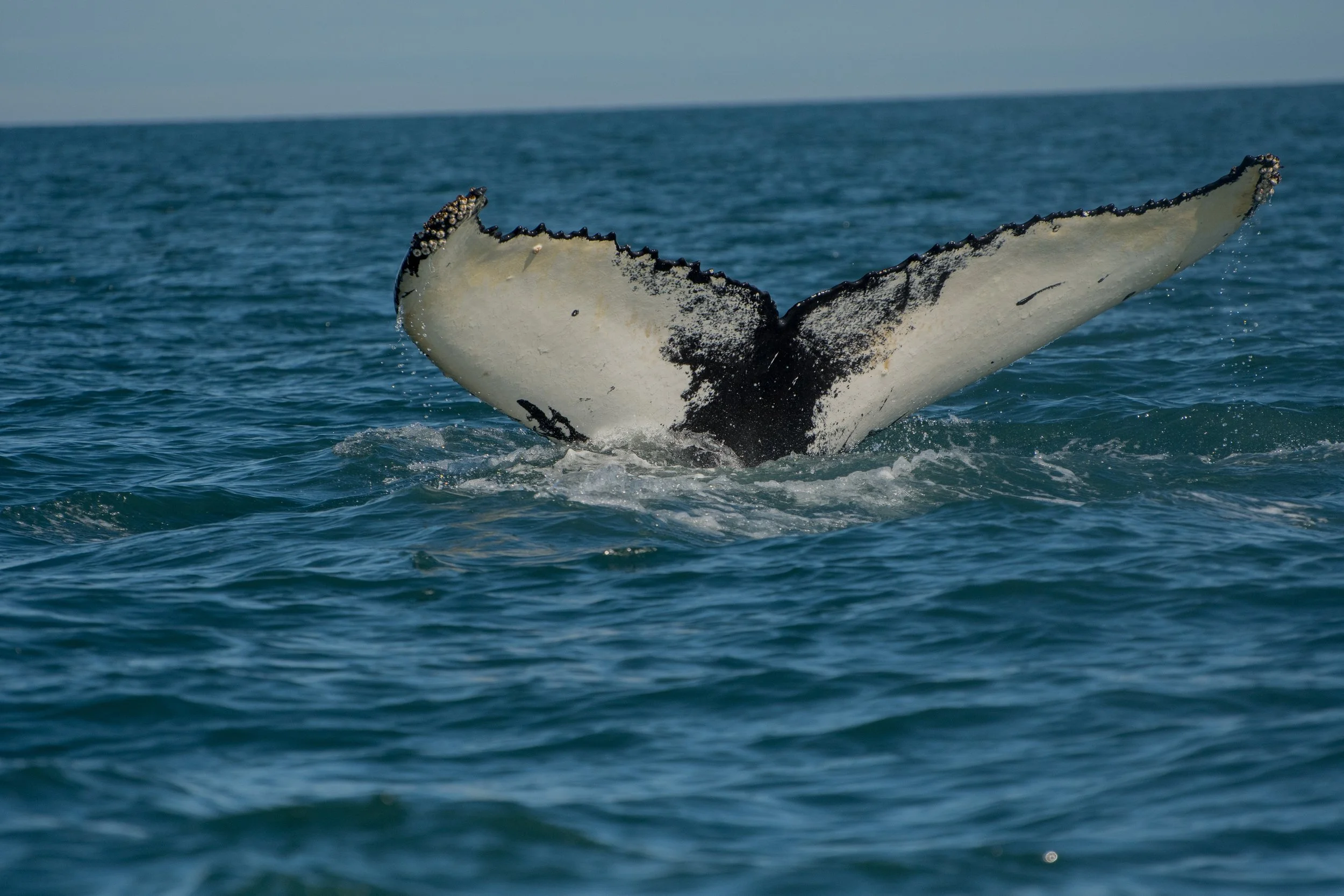 Whale Exp (4).jpg