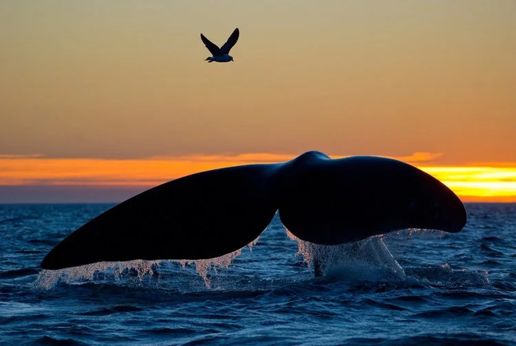 Whale Exp (7).jpg