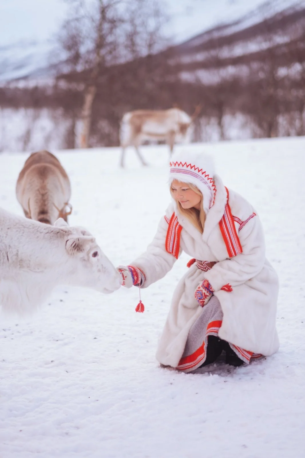 reindeer-feeding.jpg
