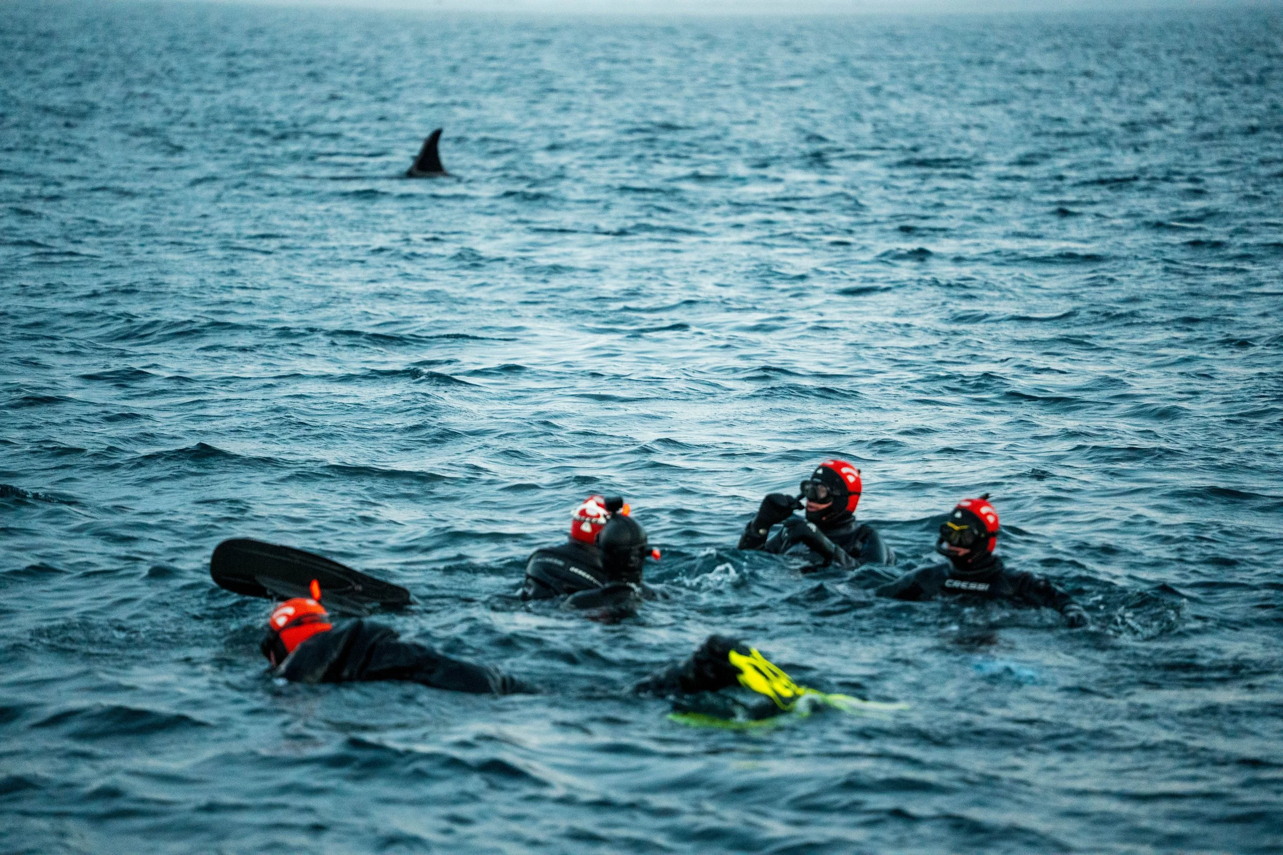 0101_diving_jokel-4.jpg
