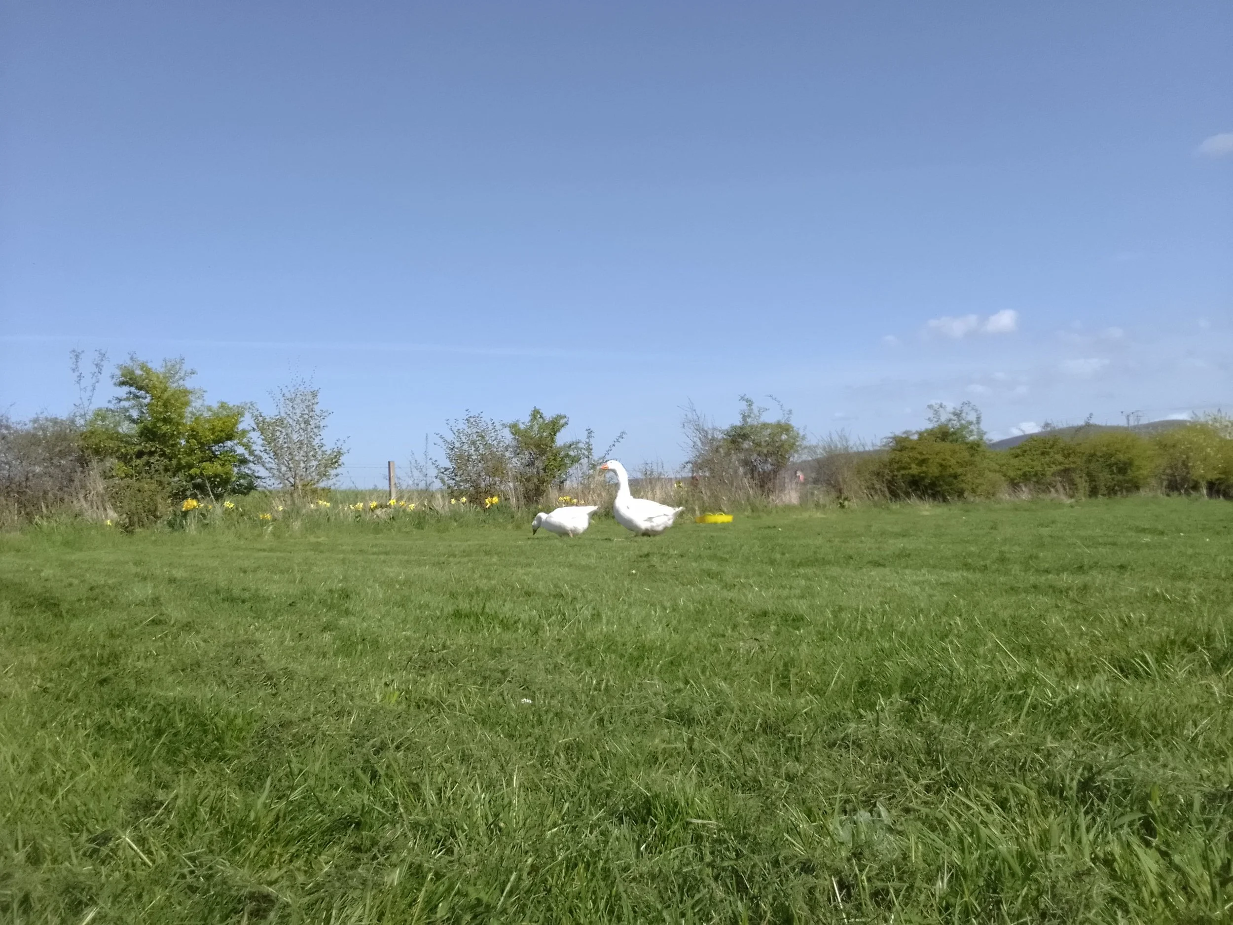 Some of our geese on our small farm where we offer homegrown, homemade products.