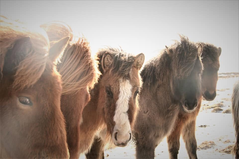 Four horses standing on a sandy beach with sunlight in the background.