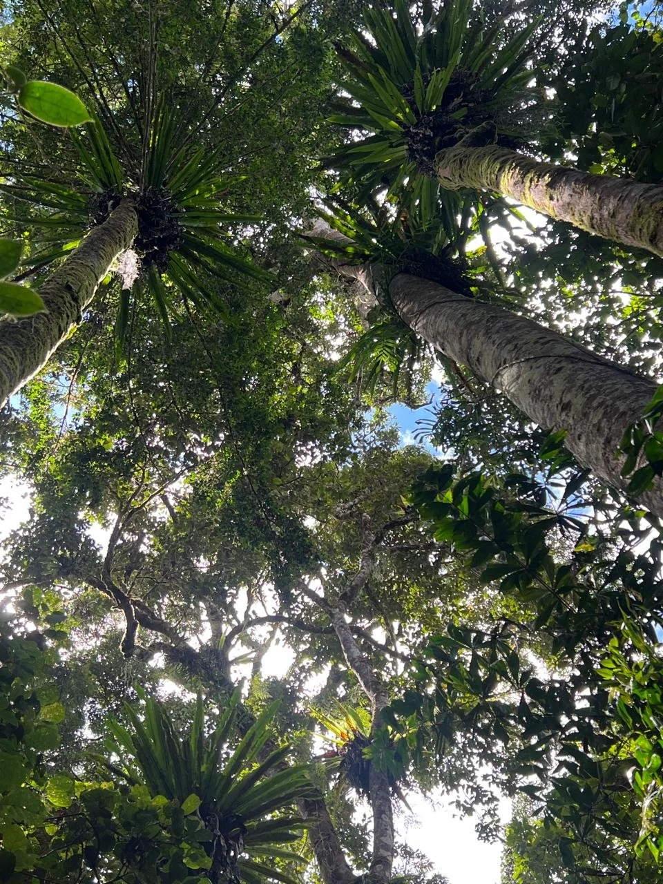 Looking up at tall green trees with thick trunks and a canopy of leaves, sunlight filtering through, in a dense forest.
