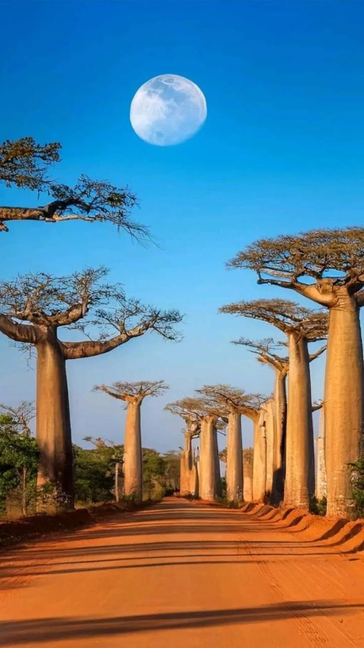 A dirt road lined with tall, leafless acacia trees under a clear blue sky with a large, bright full moon.