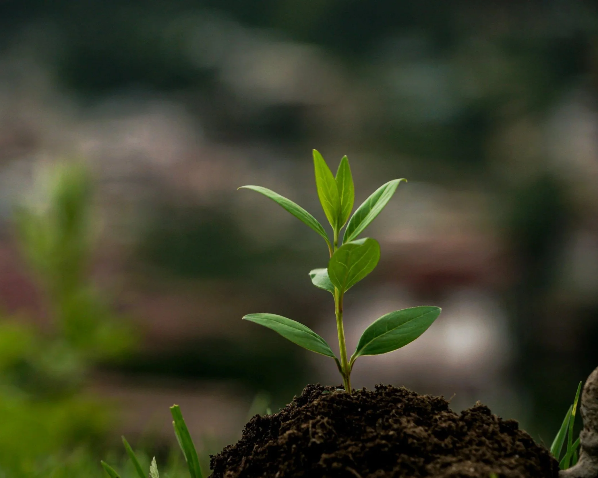 Young green plant emerging from soil with a blurred background.