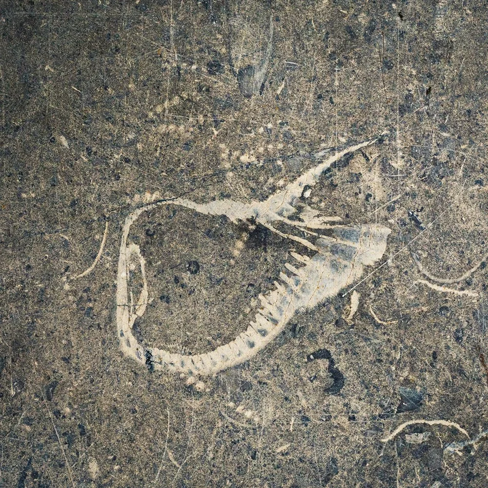 IMGL4811_5998v.jpg