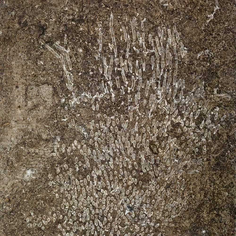 IMGL4857_6044v.jpg