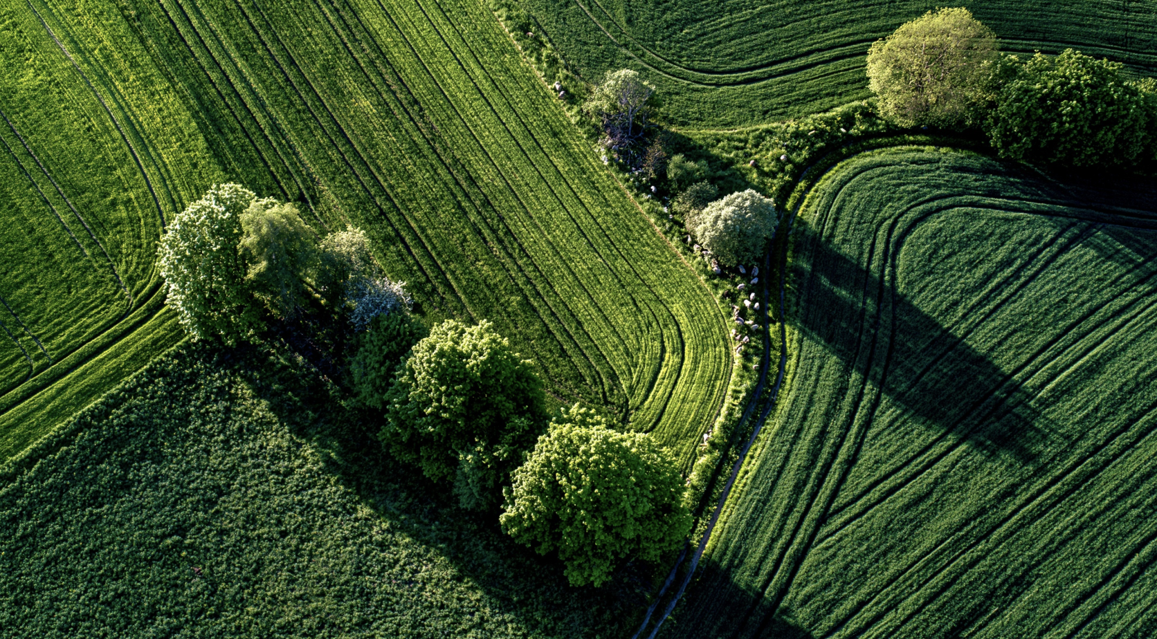 Aerial view of lush green cultivated farmland with rows of crops and several large trees casting shadows.