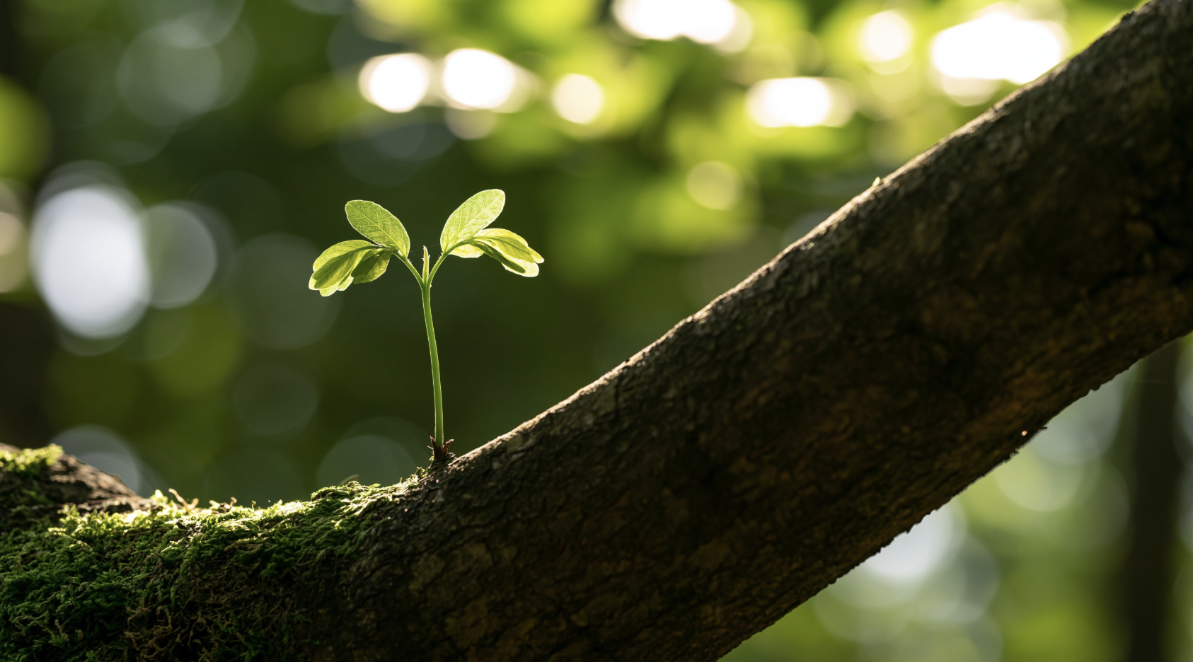 A small green plant sprouting from a moss-covered tree branch in a forest with sunlight filtering through the leaves.